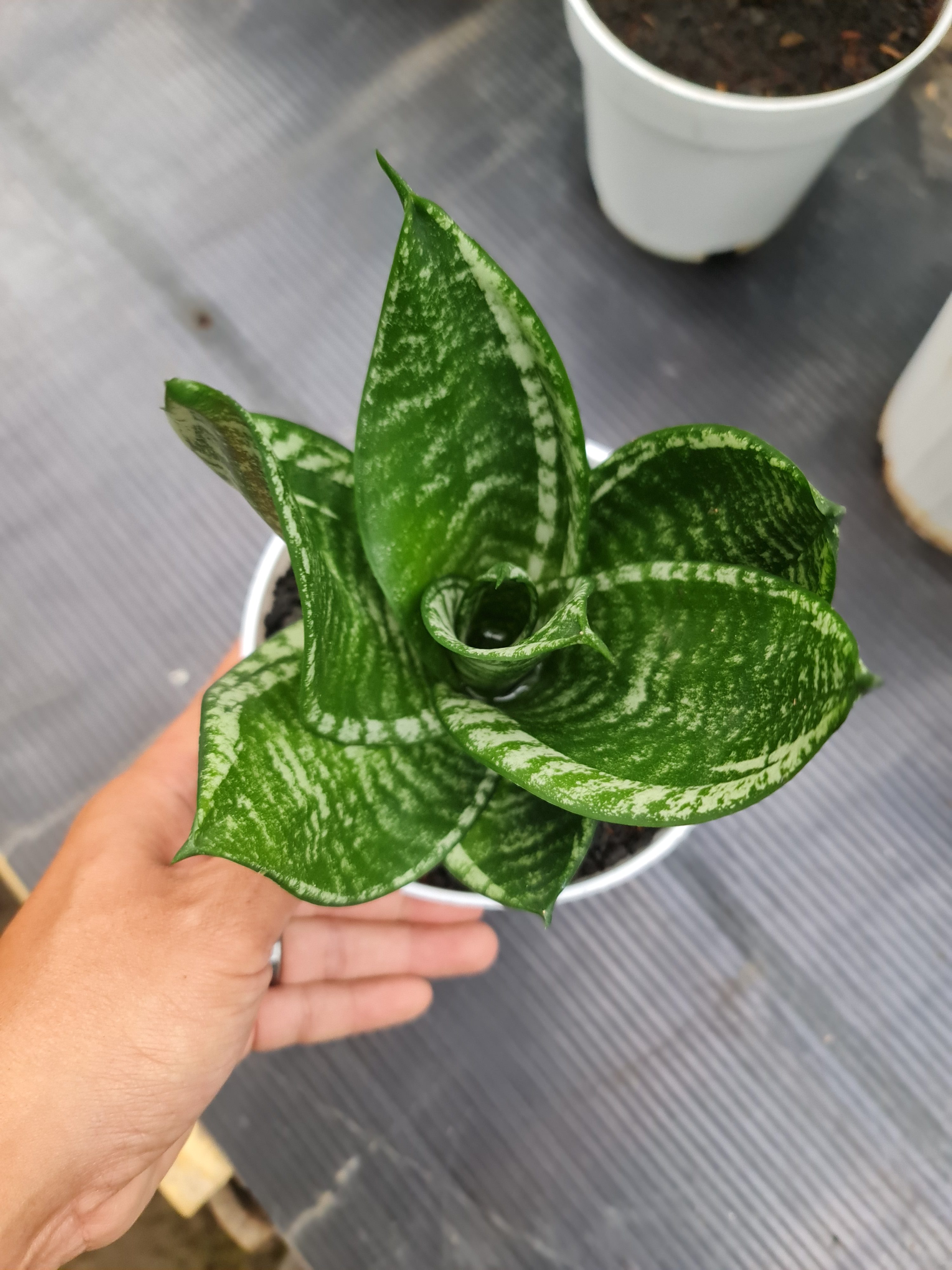 Sansevieria Hahniii Martiana, real gallery image #1 plants. Picture taken directly from kaktus.id community Sansevieria farmer green houses.