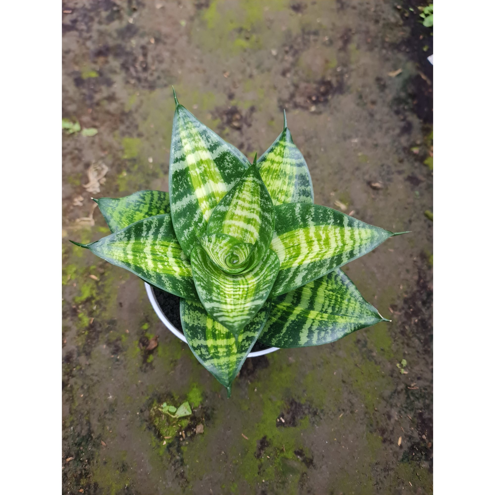 Sansevieria Hahniii Racing Line, real feature image plant. Picture taken directly from kaktus.id community Sansevieria farmer green houses.