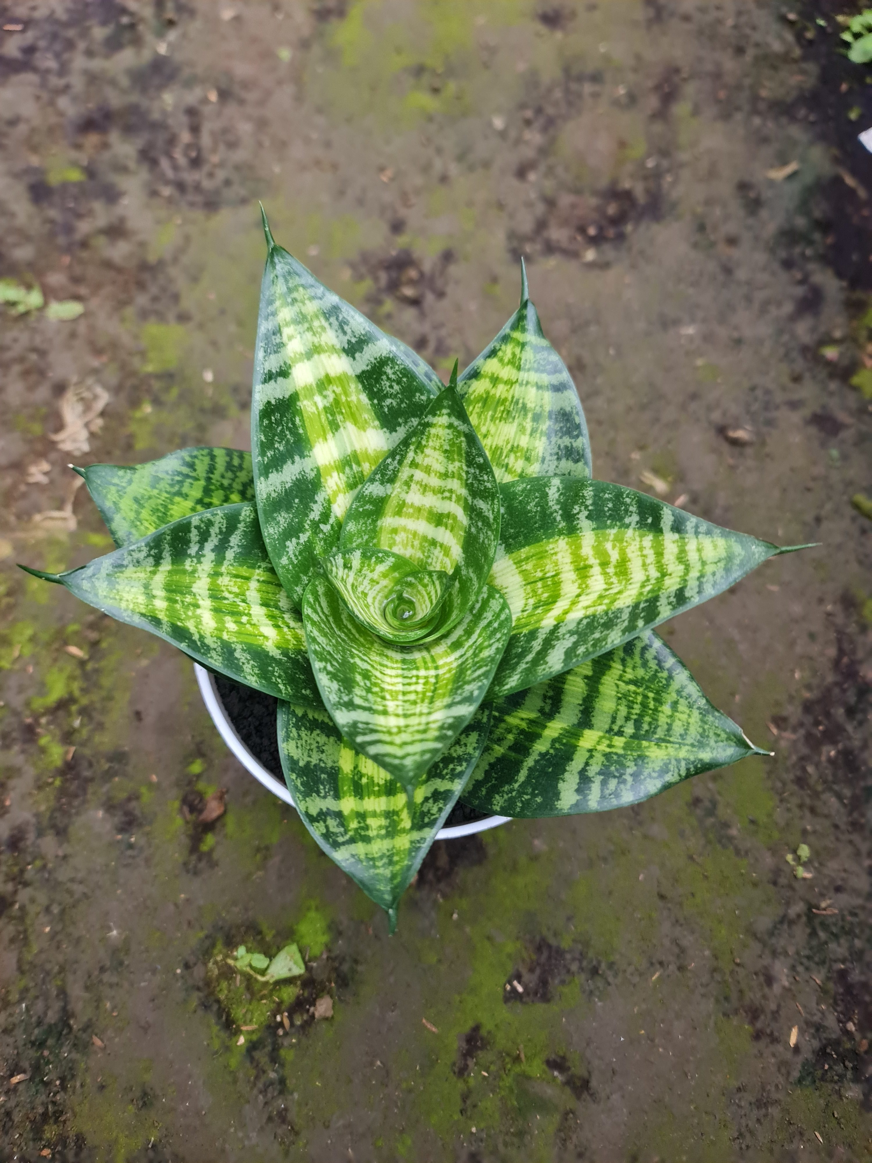 Sansevieria Hahniii Racing Line, real gallery image #1 plants. Picture taken directly from kaktus.id community Sansevieria farmer green houses.