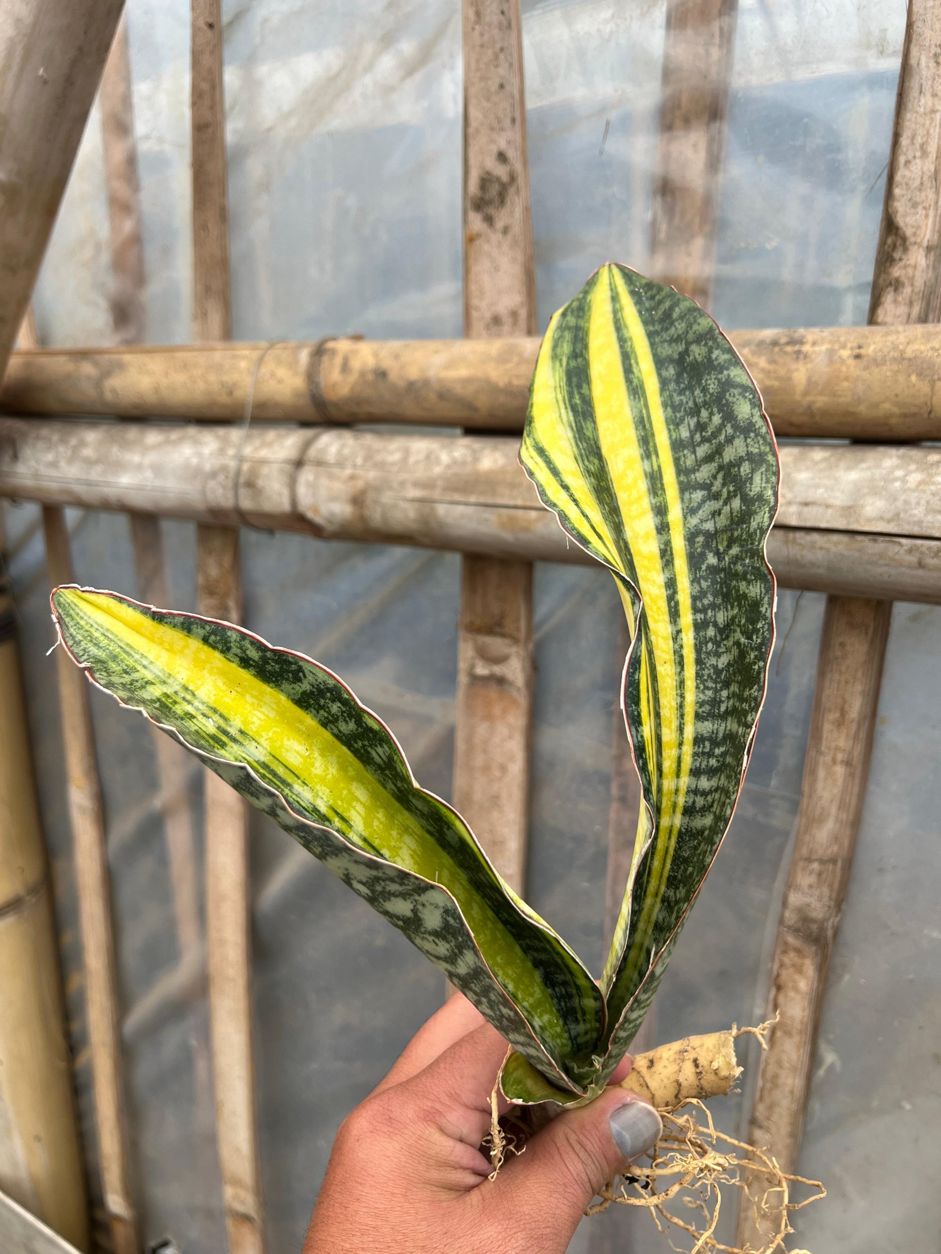 Sansevieria Hybrid Pupharmon Delight Variegated, real gallery image #1 plants. Picture taken directly from kaktus.id community Sansevieria farmer green houses.
