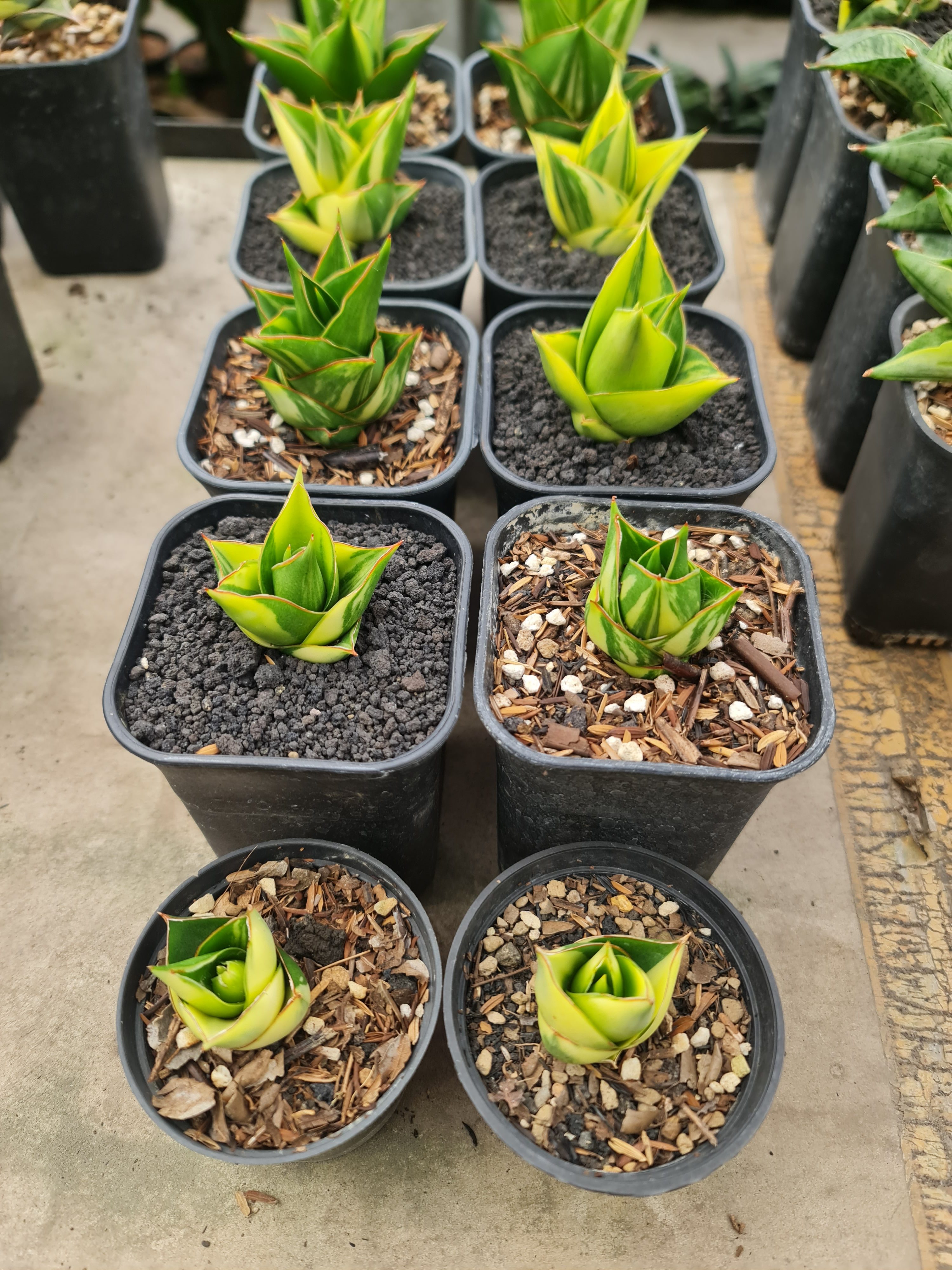 Sansevieria Hybrid Tower Variegated, real gallery image #1 plants. Picture taken directly from kaktus.id community Sansevieria farmer green houses.