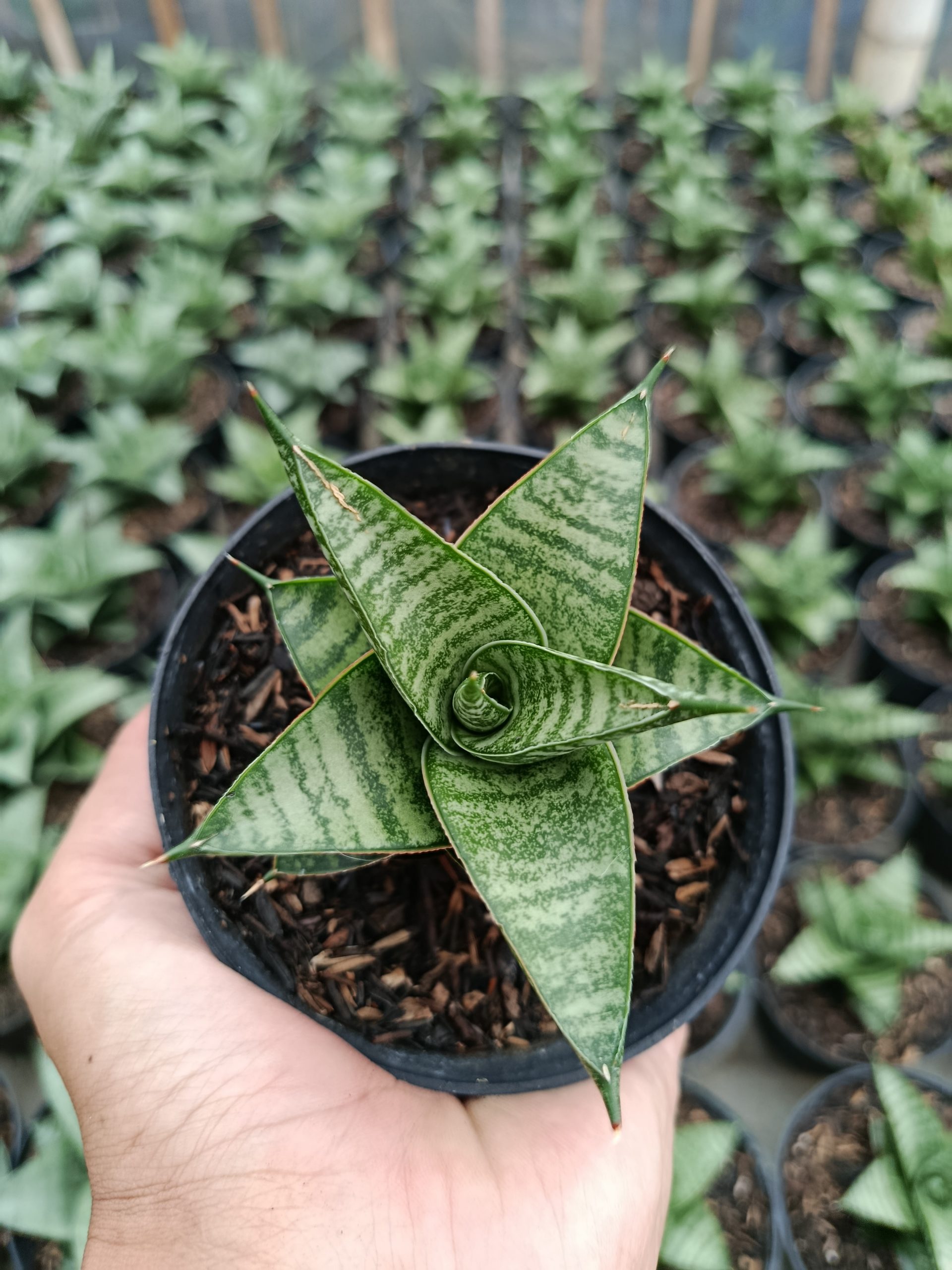 Sansevieria Jatayu, real gallery image #1 plants. Picture taken directly from kaktus.id community Sansevieria farmer green houses.