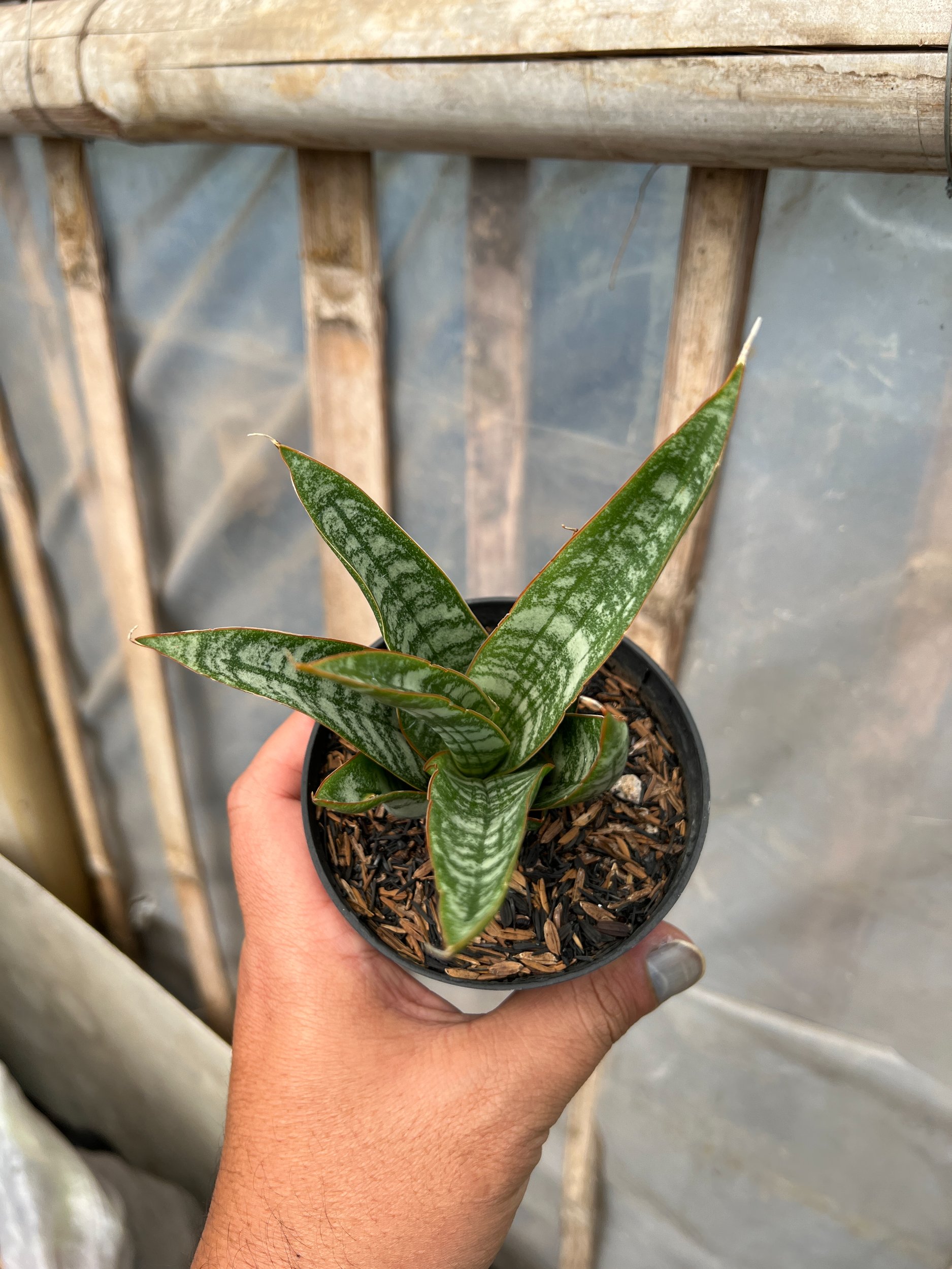 Sansevieria Jotun, real gallery image #1 plants. Picture taken directly from kaktus.id community Sansevieria farmer green houses.