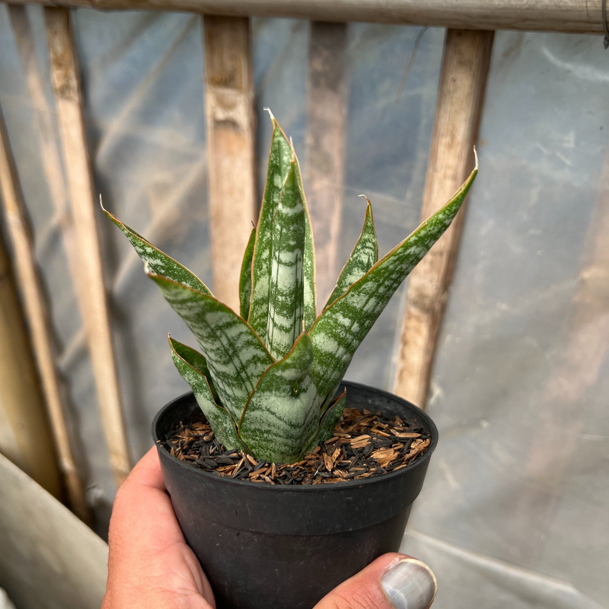 Sansevieria Jotun, real feature image plant. Picture taken directly from kaktus.id community Sansevieria farmer green houses.