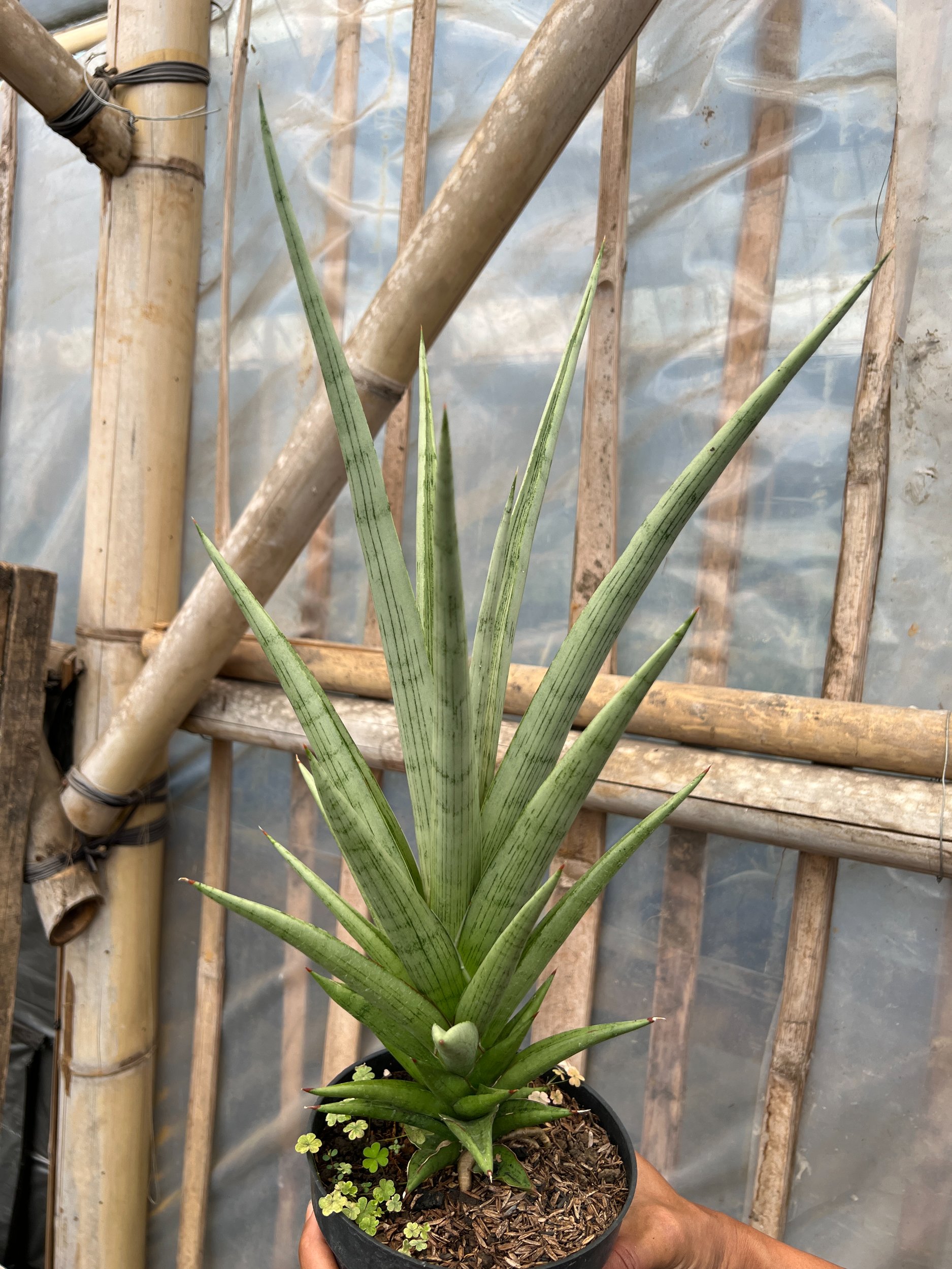 Sansevieria Kasih Size 35 Cm, real gallery image #1 plants. Picture taken directly from kaktus.id community Sansevieria farmer green houses.