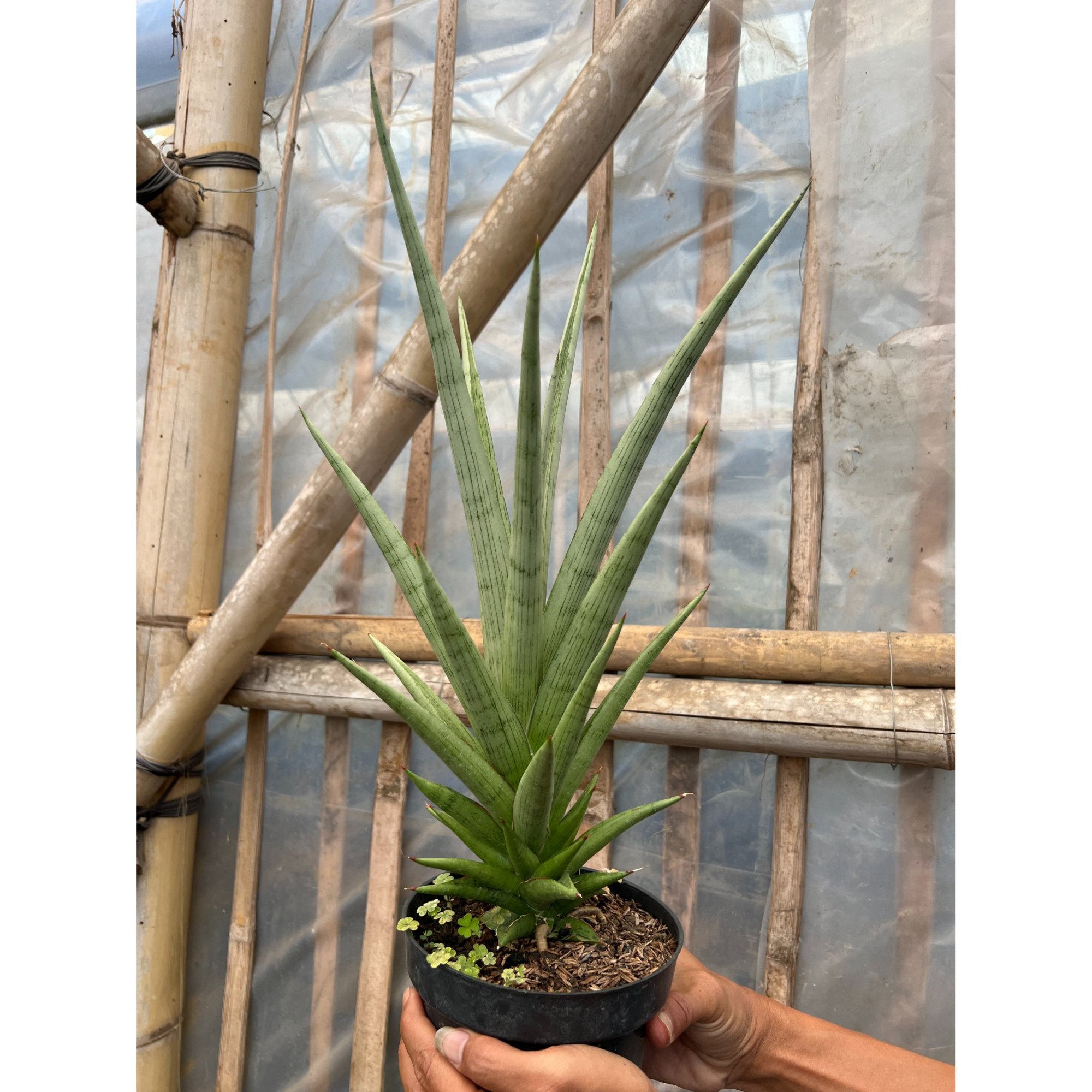 Sansevieria Kasih Size 35 Cm, real feature image plant. Picture taken directly from kaktus.id community Sansevieria farmer green houses.