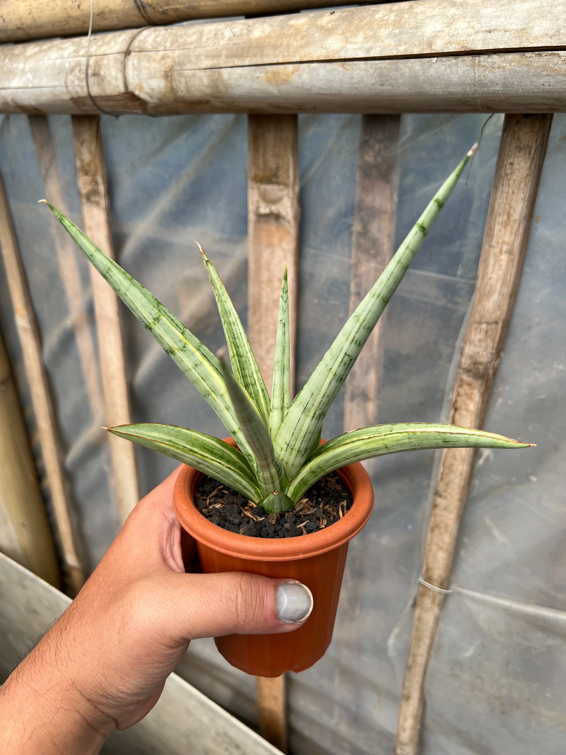 Sansevieria Kasih Variegated, real gallery image #1 plants. Picture taken directly from kaktus.id community Sansevieria farmer green houses.