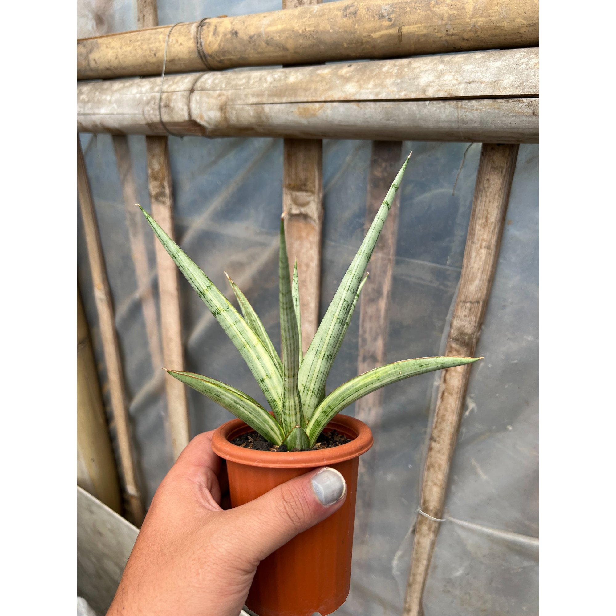 Sansevieria Kasih Variegated, real feature image plant. Picture taken directly from kaktus.id community Sansevieria farmer green houses.