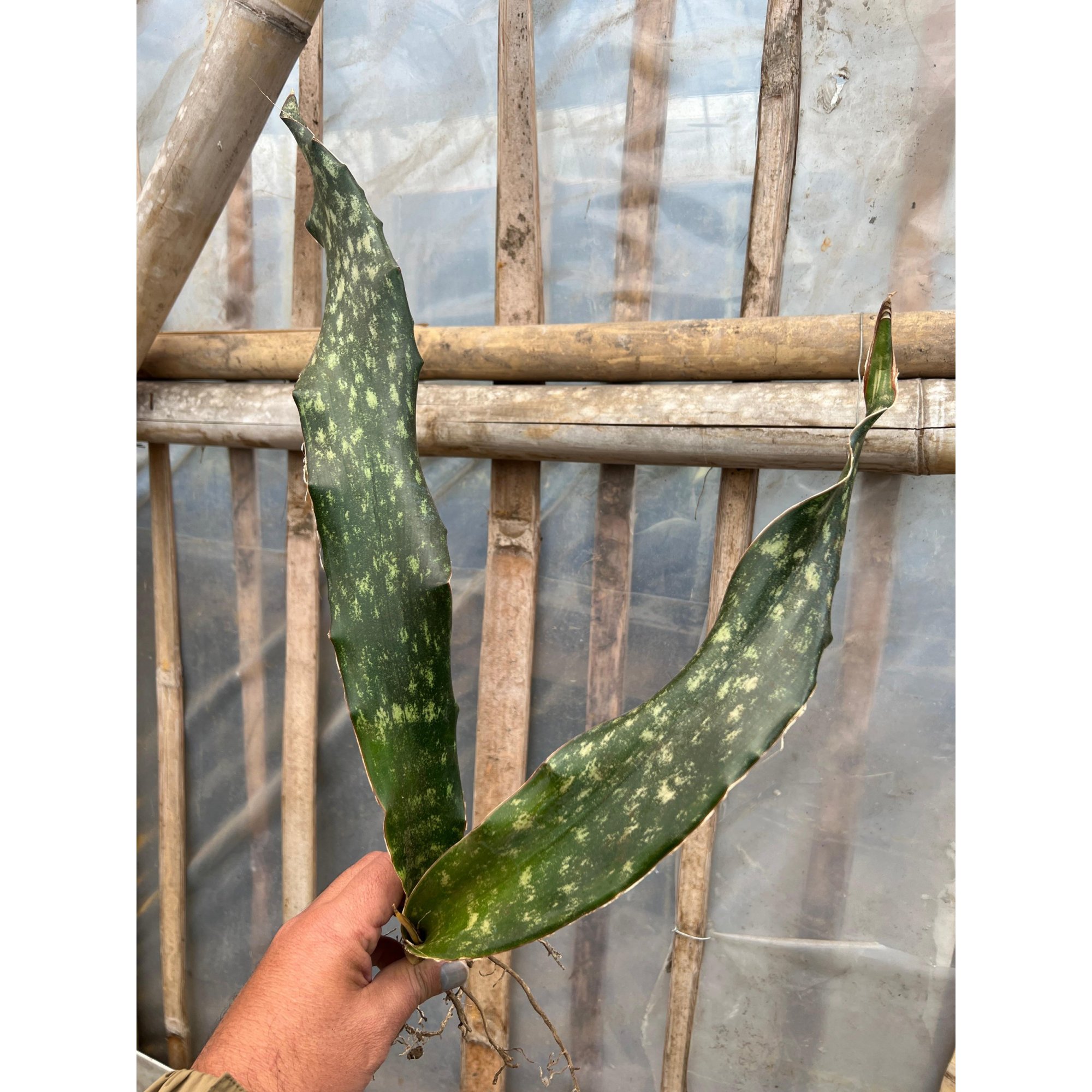 Sansevieria Kirkii Coppertone, real feature image plant. Picture taken directly from kaktus.id community Sansevieria farmer green houses.