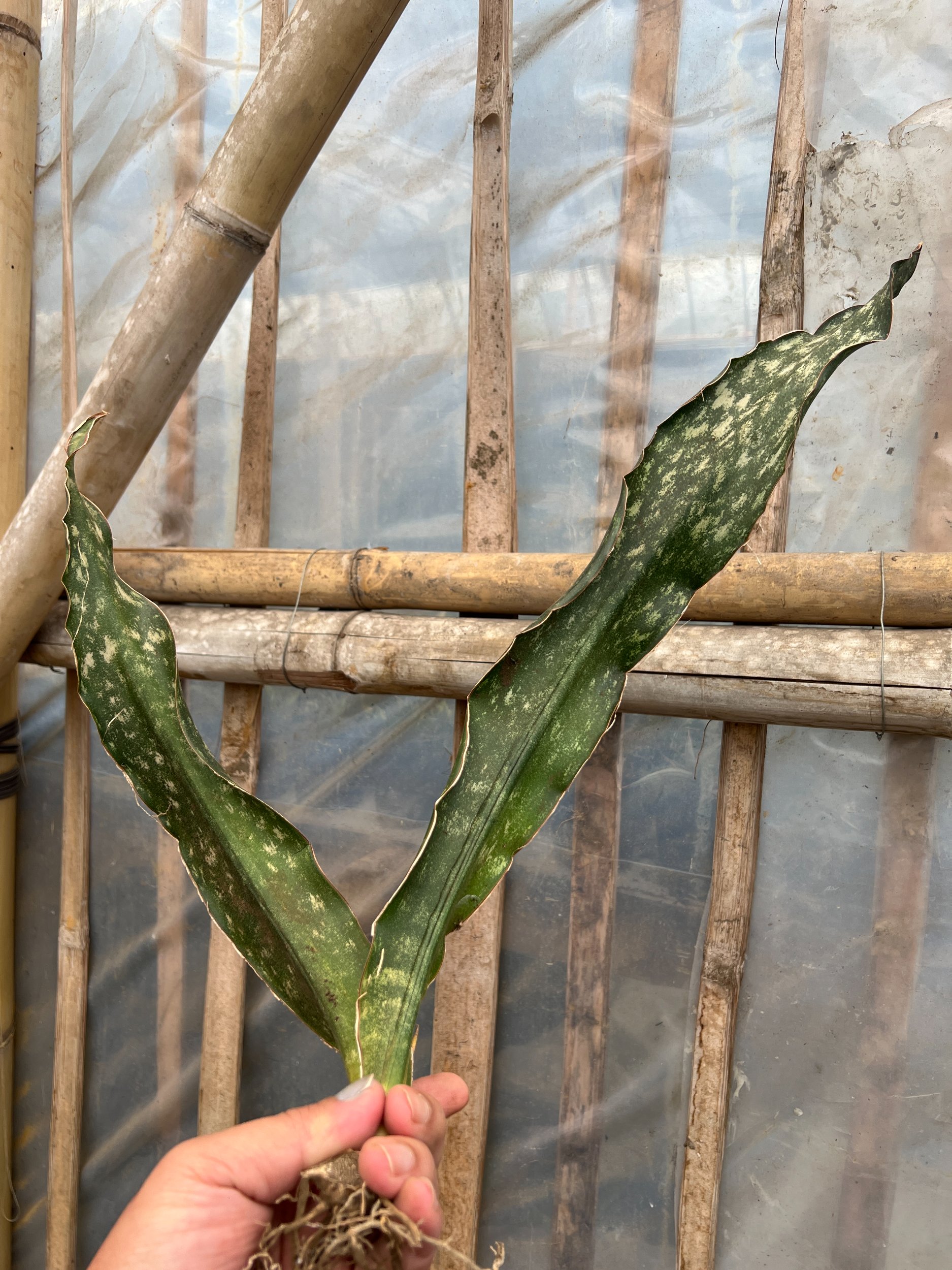 Sansevieria Kirkii Coppertone, real gallery image #1 plants. Picture taken directly from kaktus.id community Sansevieria farmer green houses.