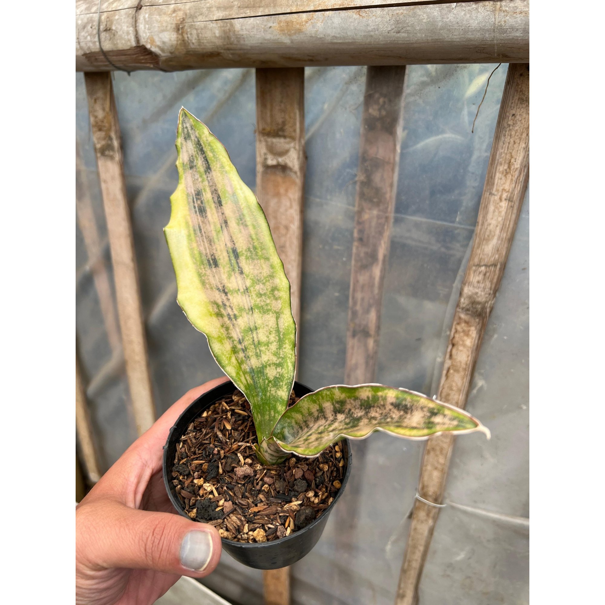 Sansevieria Kirkii Coppertone Variegated, real feature image plant. Picture taken directly from kaktus.id community Sansevieria farmer green houses.