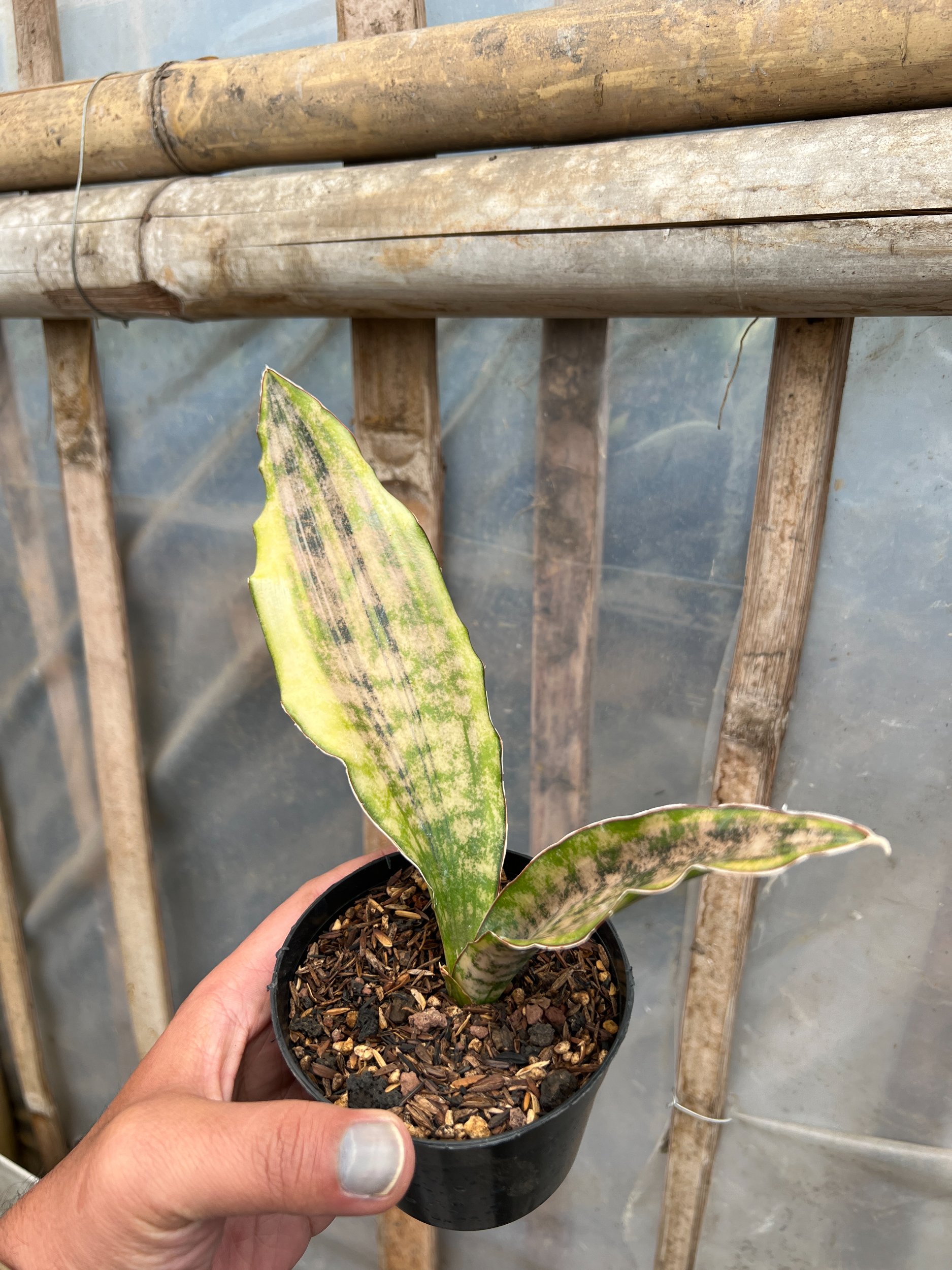Sansevieria Kirkii Coppertone Variegated, real gallery image #1 plants. Picture taken directly from kaktus.id community Sansevieria farmer green houses.