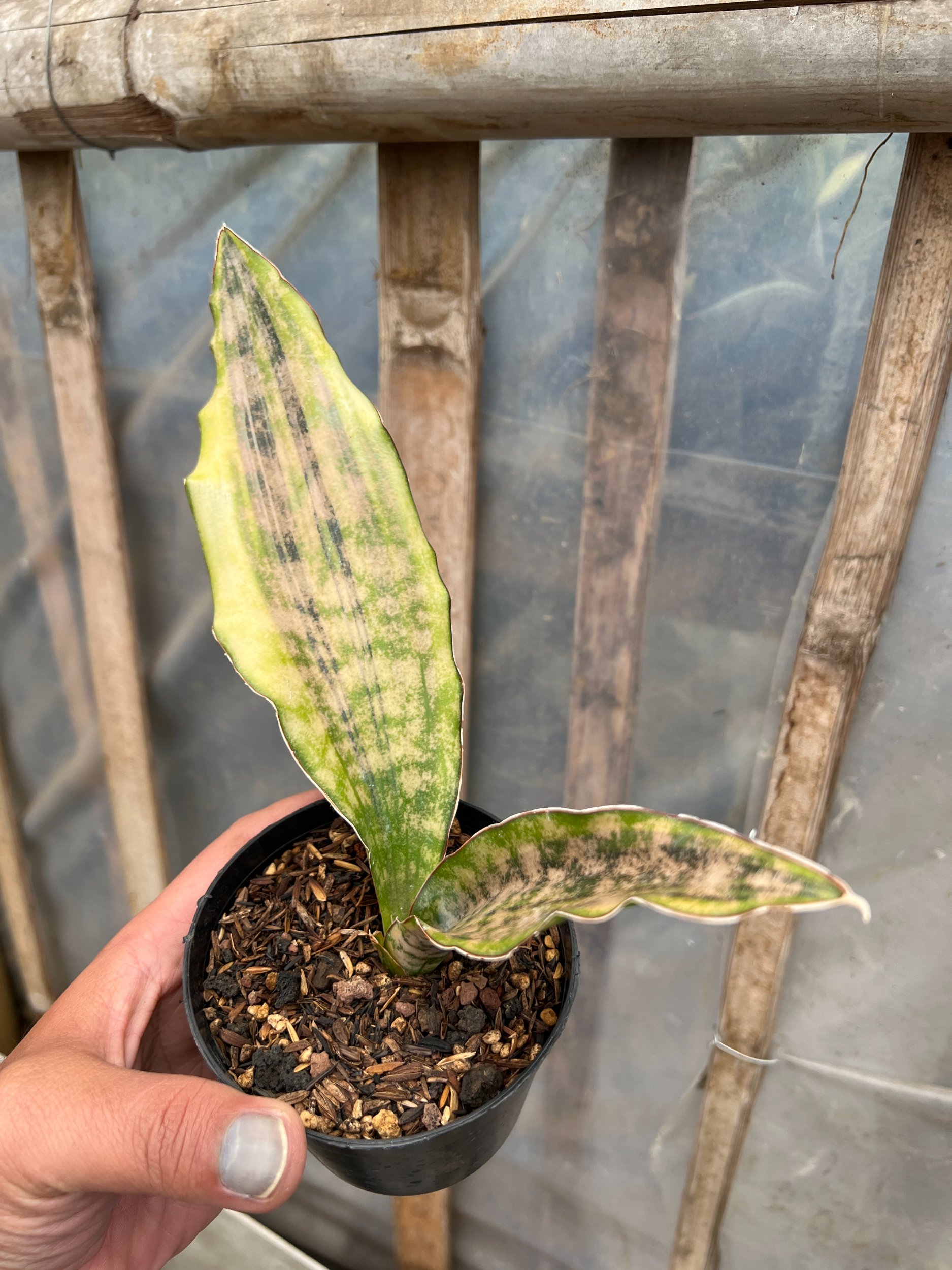 Sansevieria Kirkii Coppertone Variegated