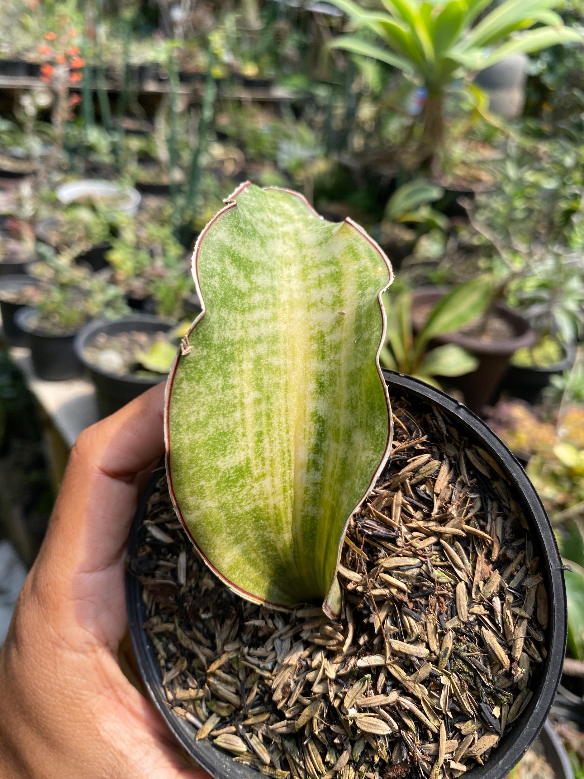 Sansevieria Kirkii Coral Blue Variegated size 12 cm, real gallery image #1 plants. Picture taken directly from kaktus.id community Sansevieria farmer green houses.