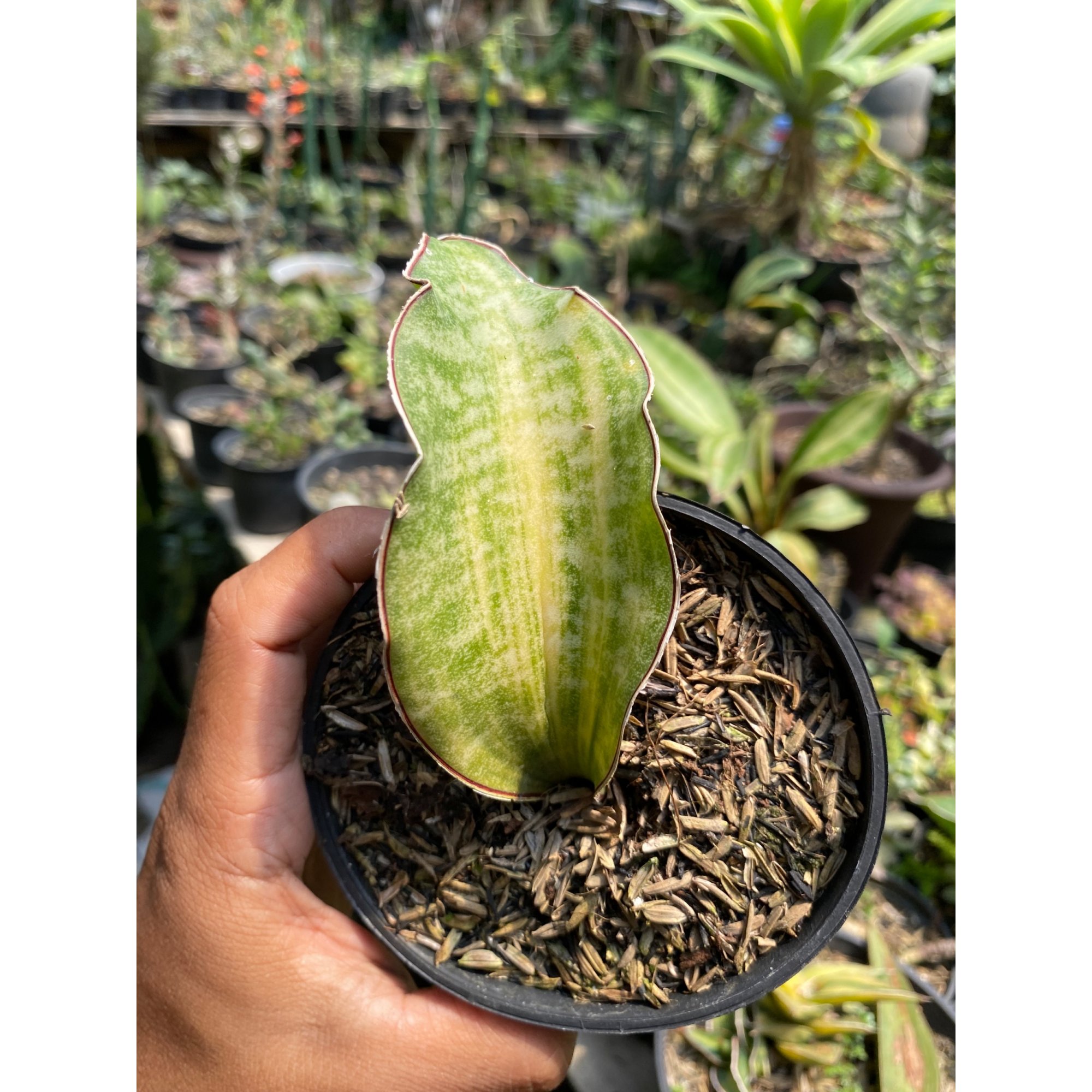Sansevieria Kirkii Coral Blue Variegated size 12 cm, real feature image plant. Picture taken directly from kaktus.id community Sansevieria farmer green houses.