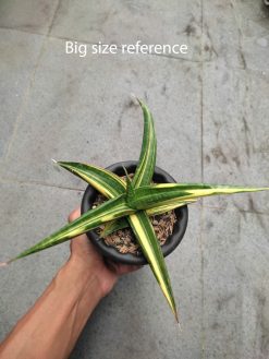 Sansevieria Kitonga Variegated size 12 cm, real gallery image #3 plants. Picture taken directly from kaktus.id community Sansevieria farmer green houses.