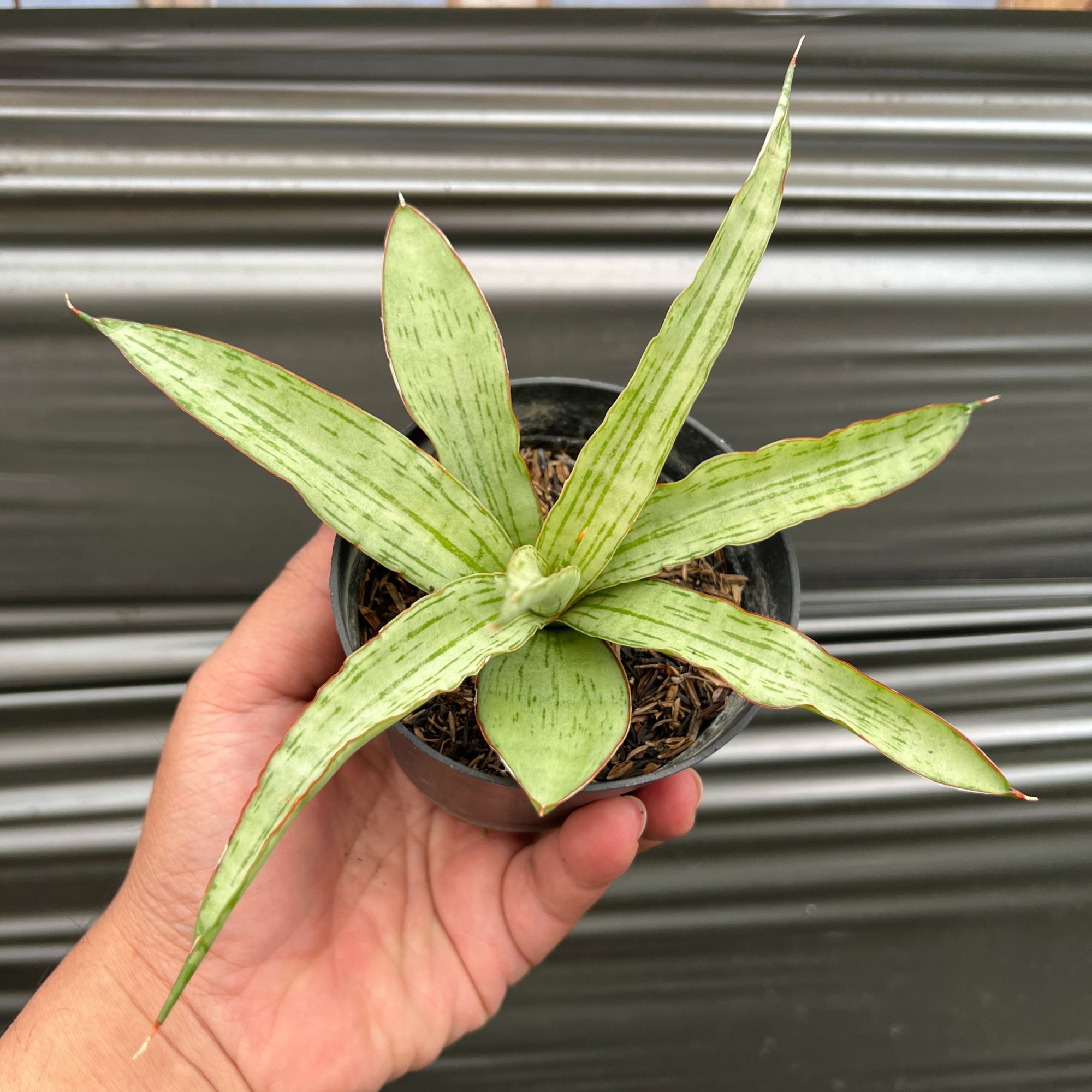 Sansevieria Lanina, real feature image plant. Picture taken directly from kaktus.id community Sansevieria farmer green houses.