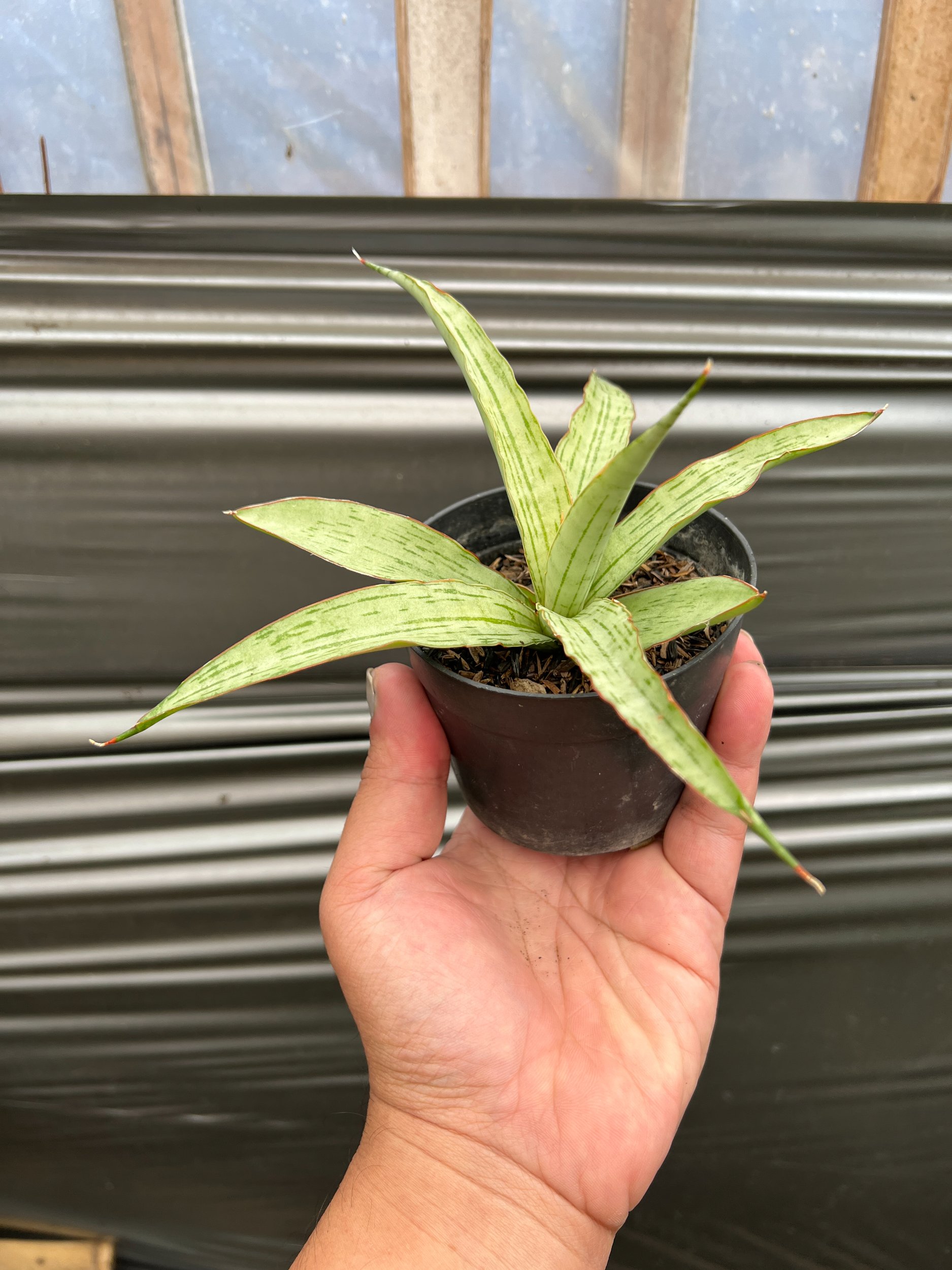 Sansevieria Lanina, real gallery image #1 plants. Picture taken directly from kaktus.id community Sansevieria farmer green houses.