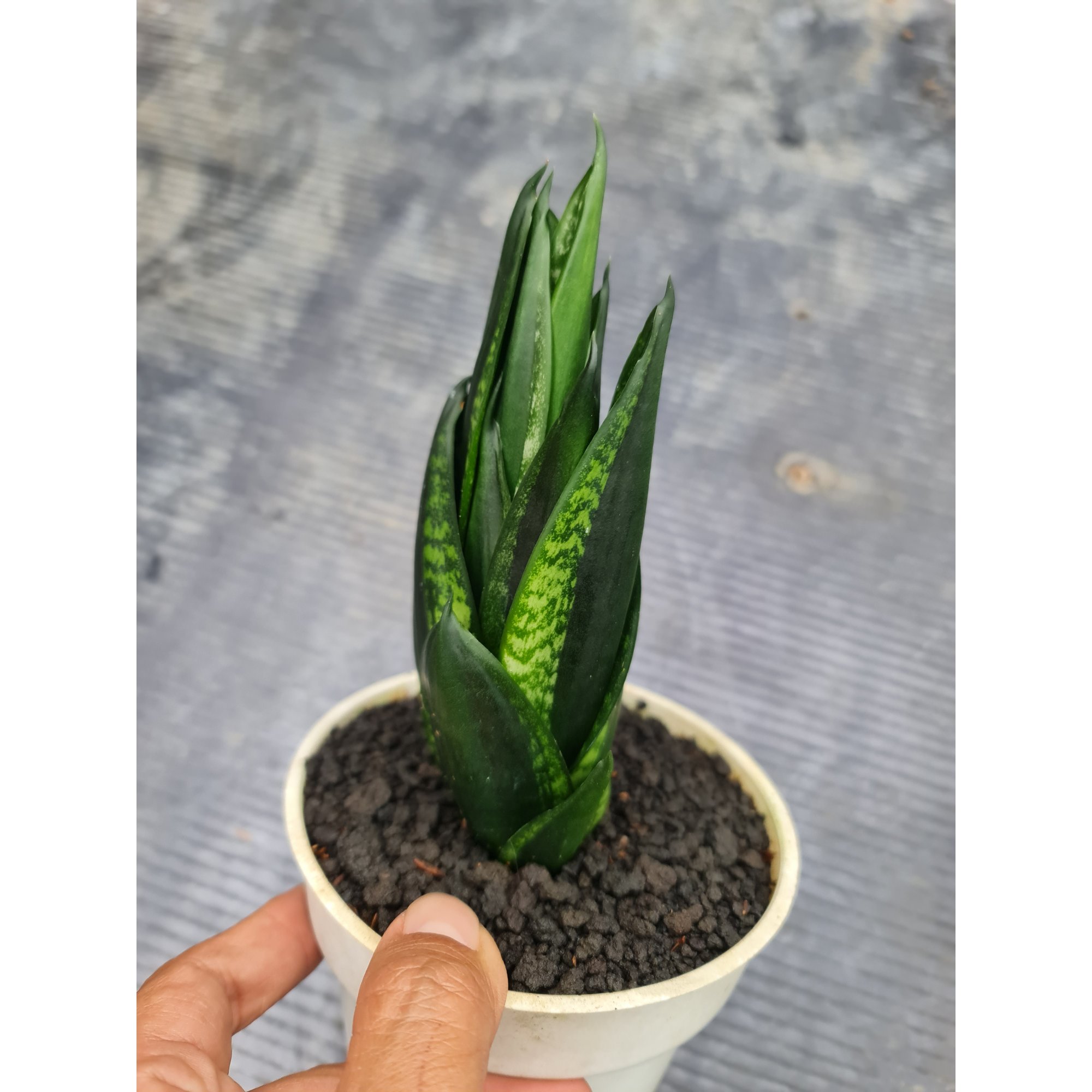 Sansevieria Loops Pride Tower, real feature image plant. Picture taken directly from kaktus.id community Sansevieria farmer green houses.