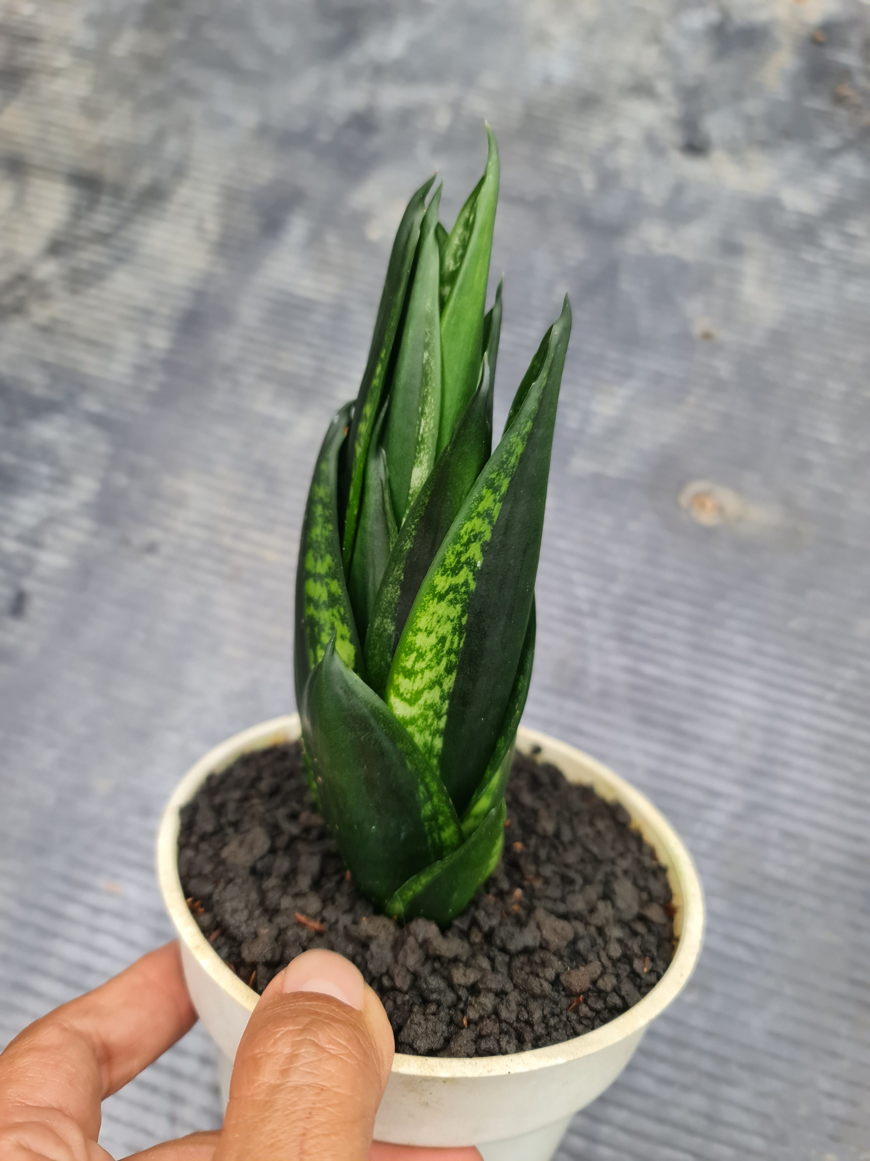 Sansevieria Loops Pride Tower, real gallery image #1 plants. Picture taken directly from kaktus.id community Sansevieria farmer green houses.