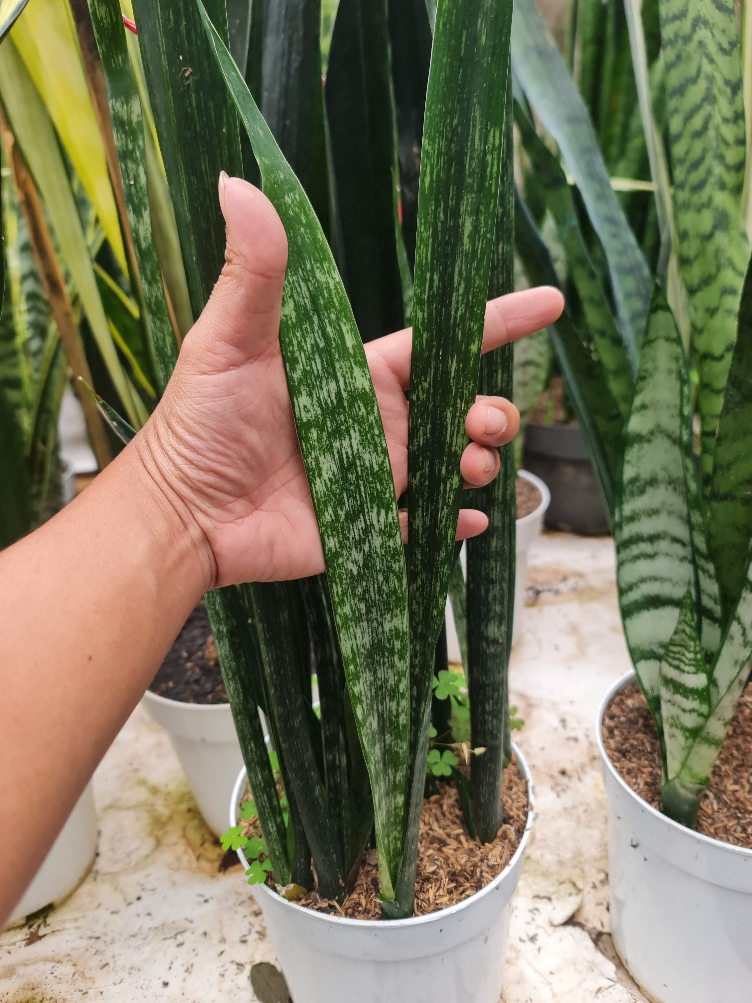 Sansevieria Lourentii Abrorianspot, real gallery image #1 plants. Picture taken directly from kaktus.id community Sansevieria farmer green houses.