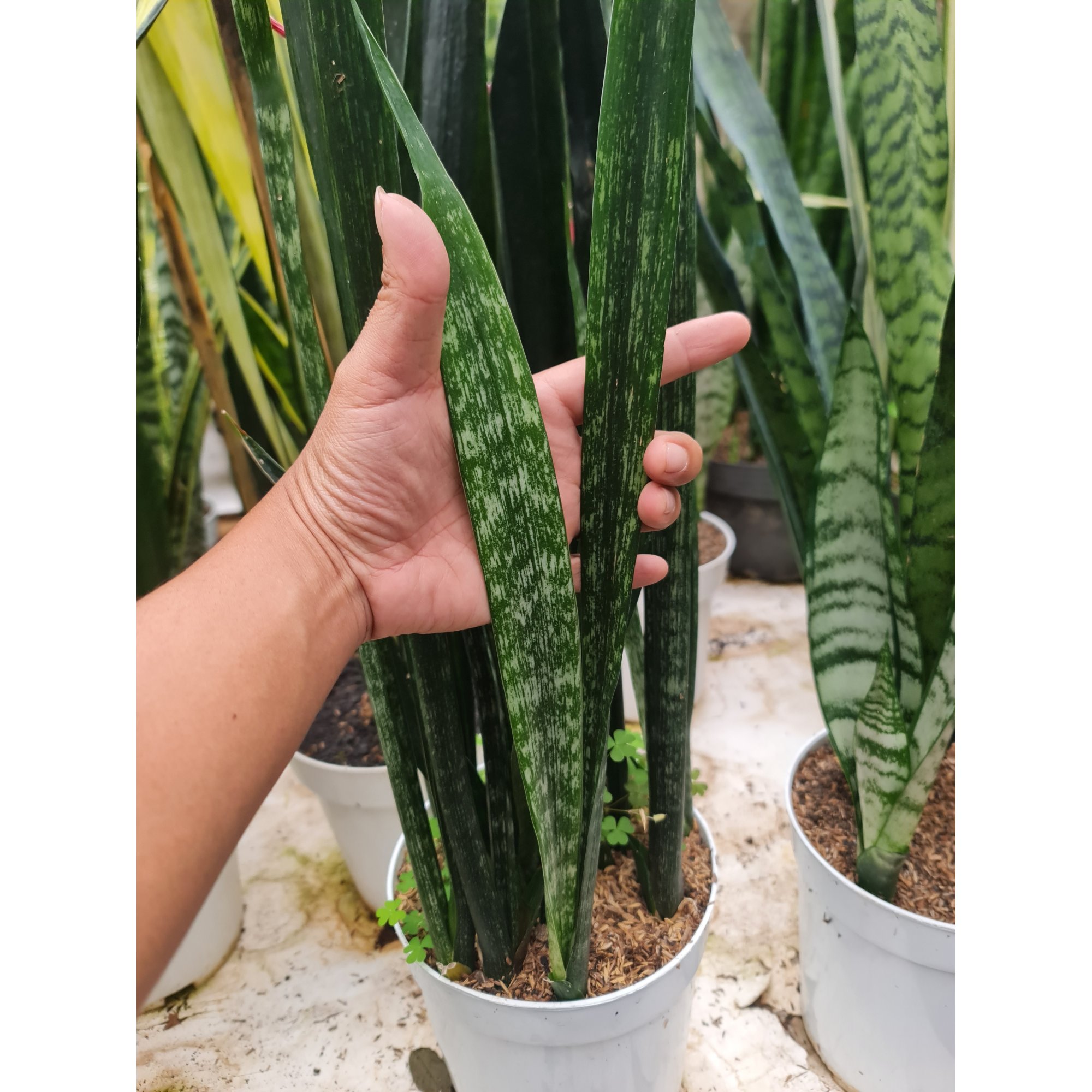 Sansevieria Lourentii Abrorianspot, real feature image plant. Picture taken directly from kaktus.id community Sansevieria farmer green houses.