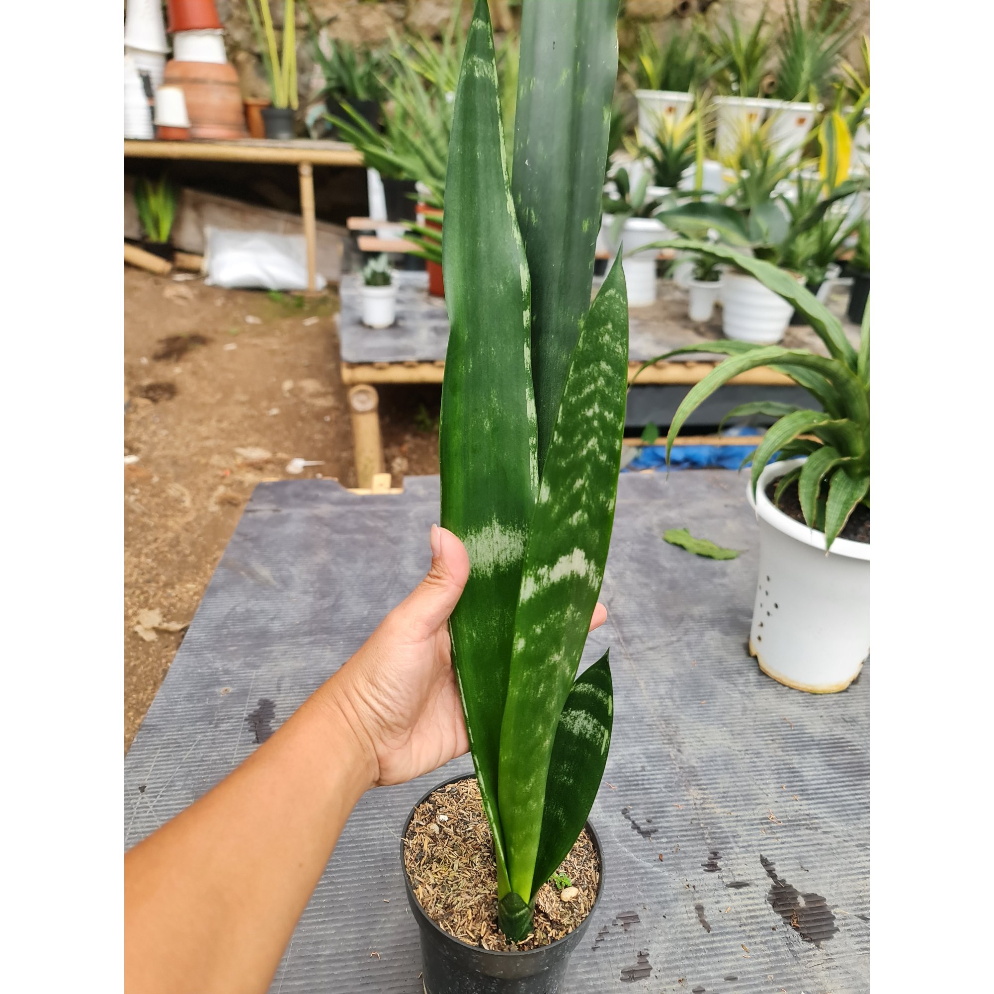 Sansevieria Lourentii Banded Nelsonii, real feature image plant. Picture taken directly from kaktus.id community Sansevieria farmer green houses.