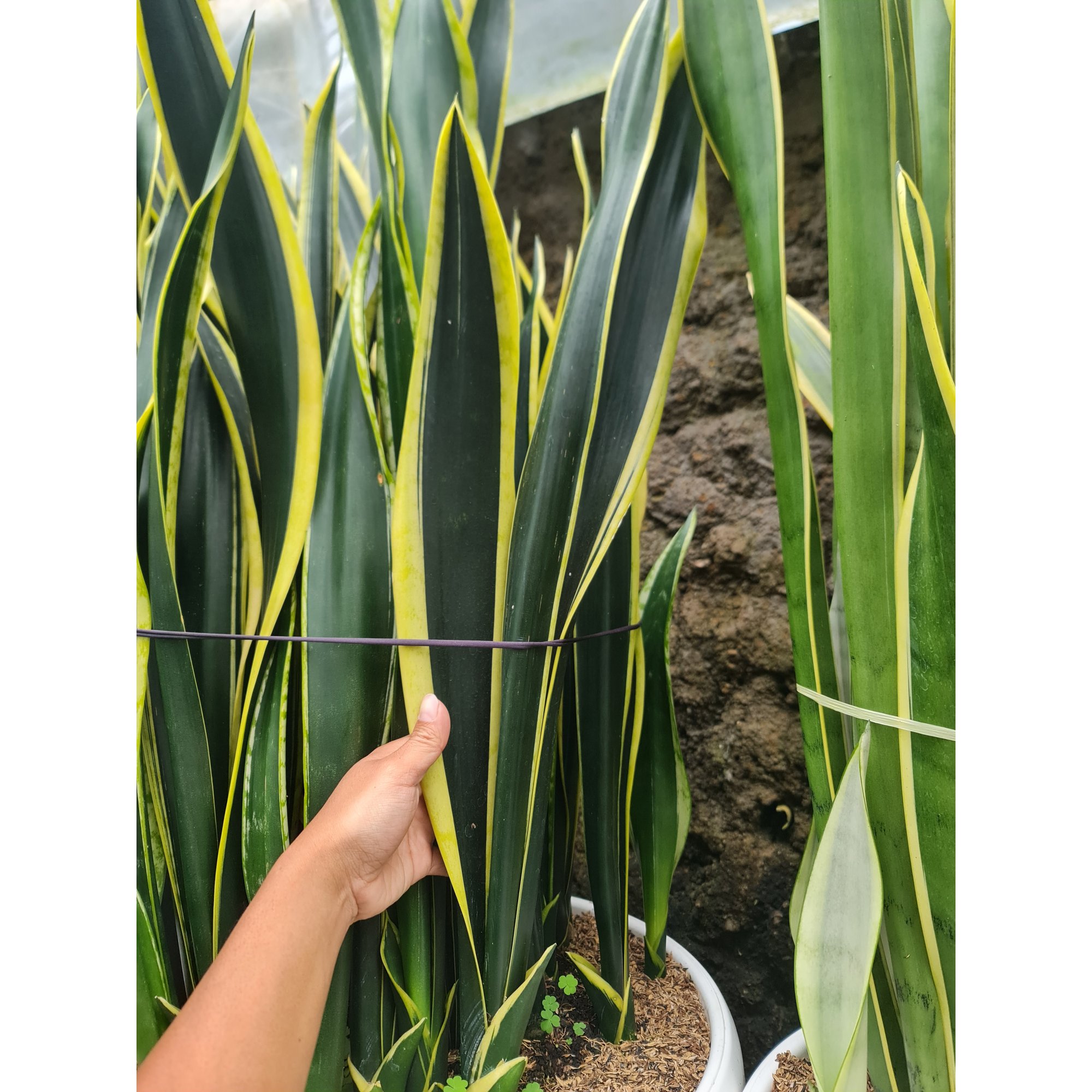 Sansevieria Lourentii Compacta, real feature image plant. Picture taken directly from kaktus.id community Sansevieria farmer green houses.