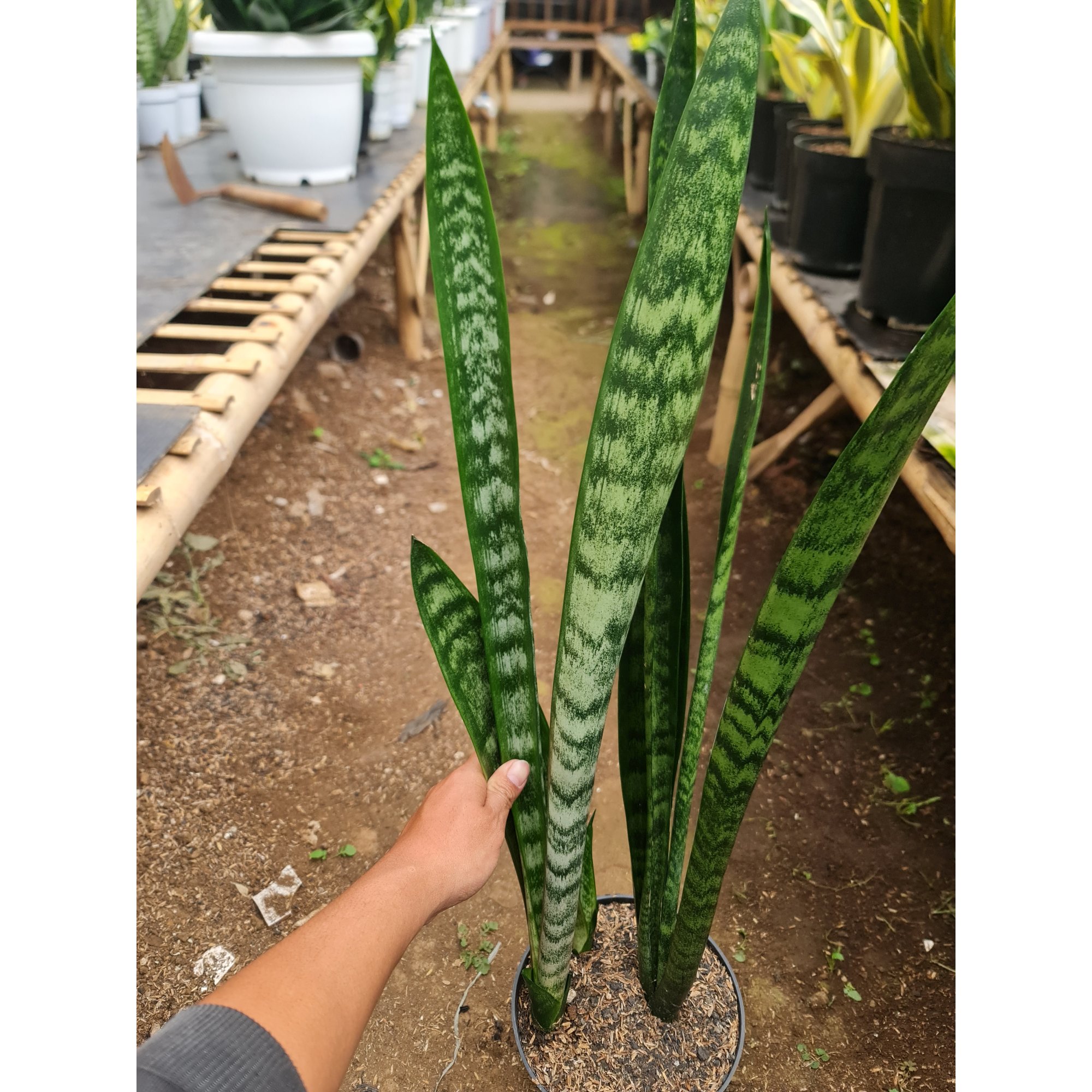 Sansevieria Lourentii Greenbaret (mainlabling Mutation), real feature image plant. Picture taken directly from kaktus.id community Sansevieria farmer green houses.