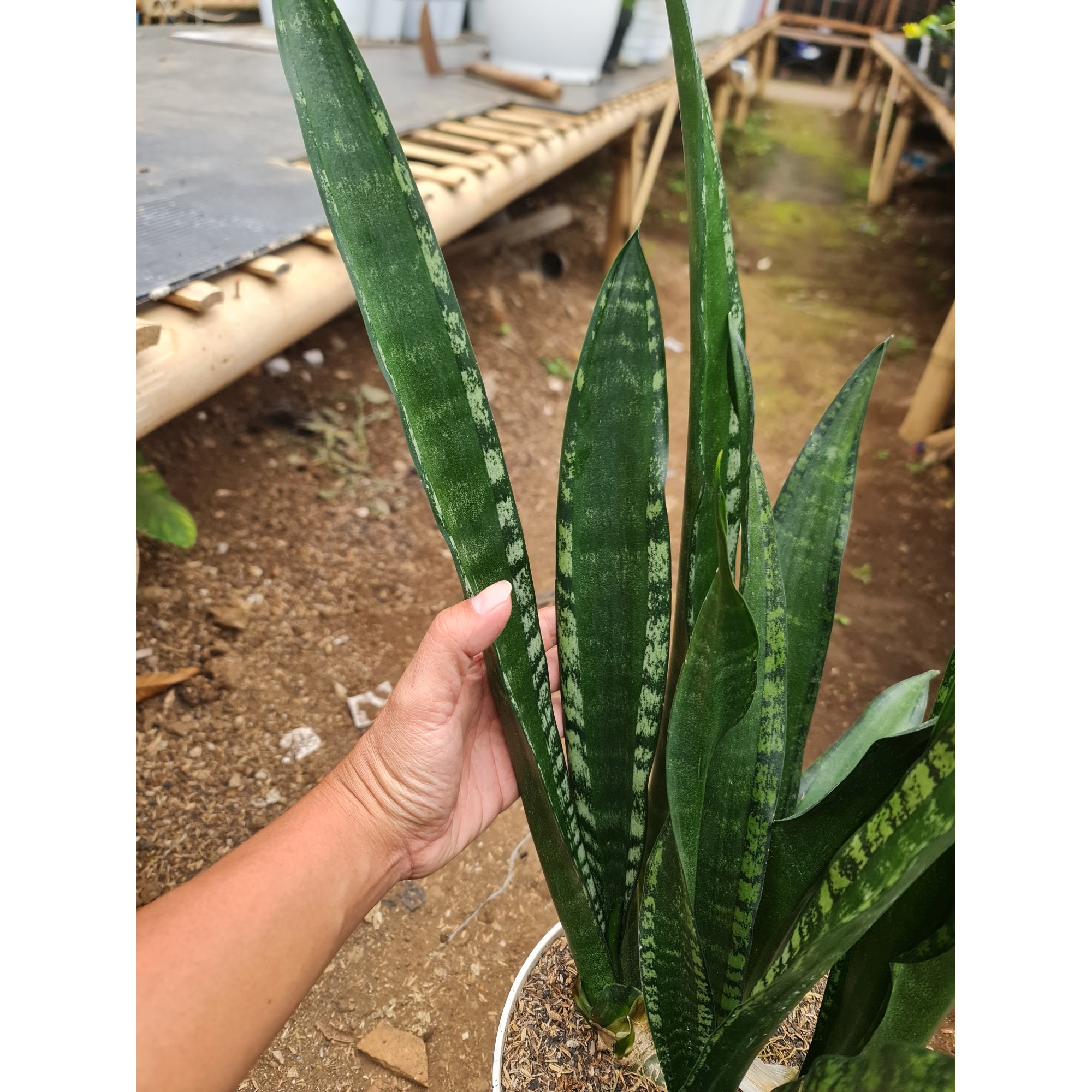 Sansevieria Lourentii Mermaid, real feature image plant. Picture taken directly from kaktus.id community Sansevieria farmer green houses.