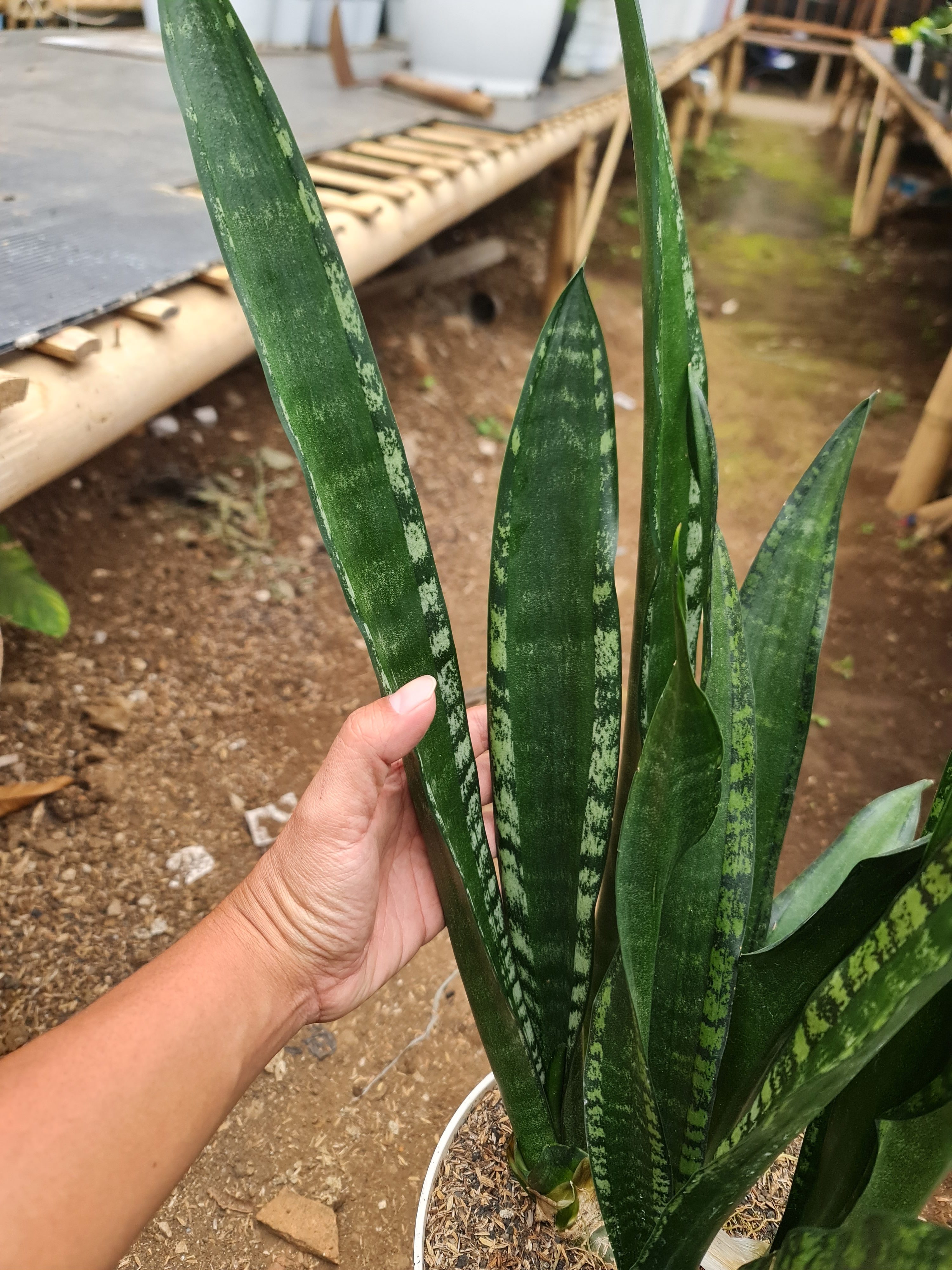 Sansevieria Lourentii Mermaid, real gallery image #1 plants. Picture taken directly from kaktus.id community Sansevieria farmer green houses.