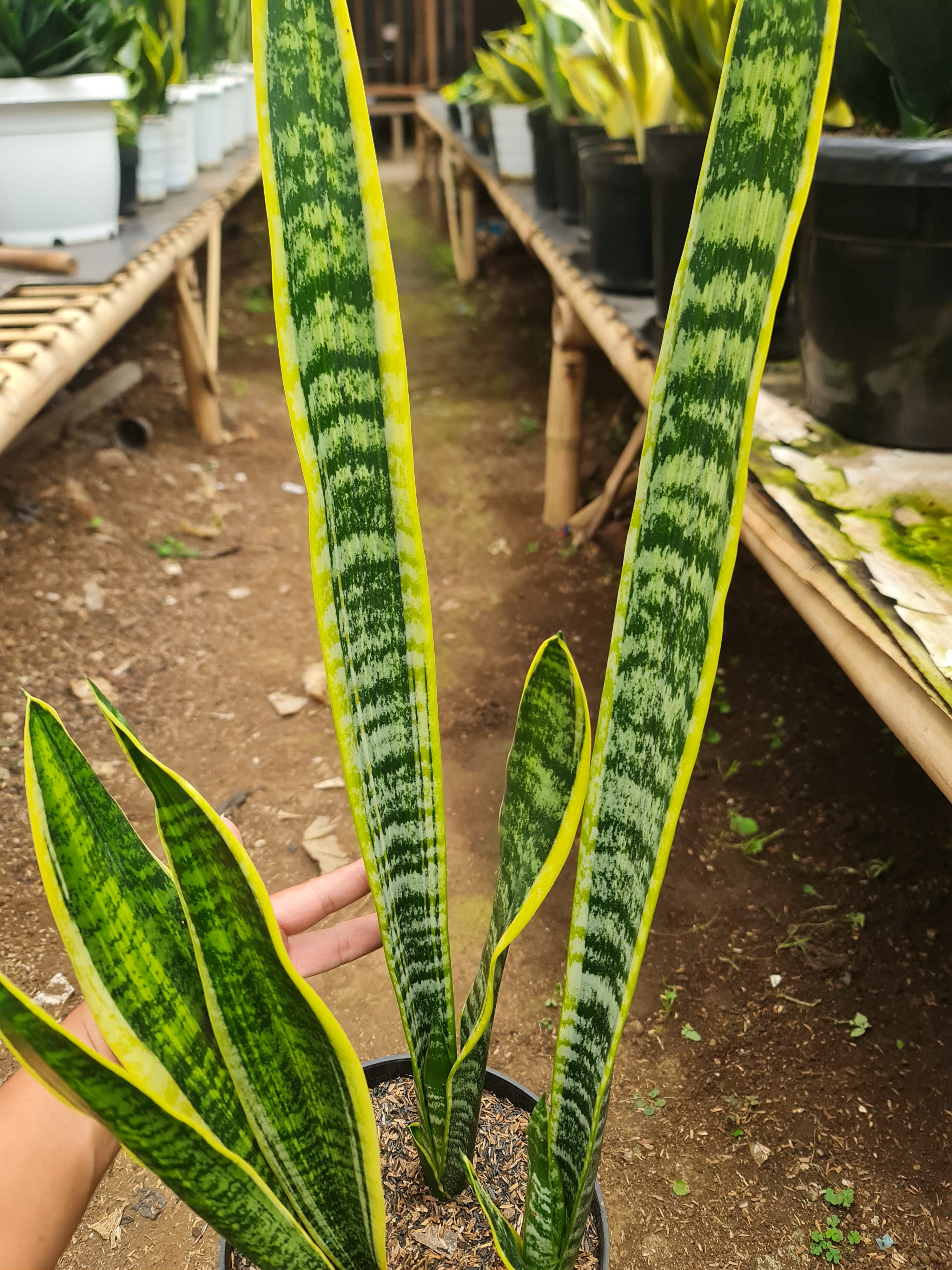 Sansevieria Lourentii Strilated Variegated, real gallery image #1 plants. Picture taken directly from kaktus.id community Sansevieria farmer green houses.