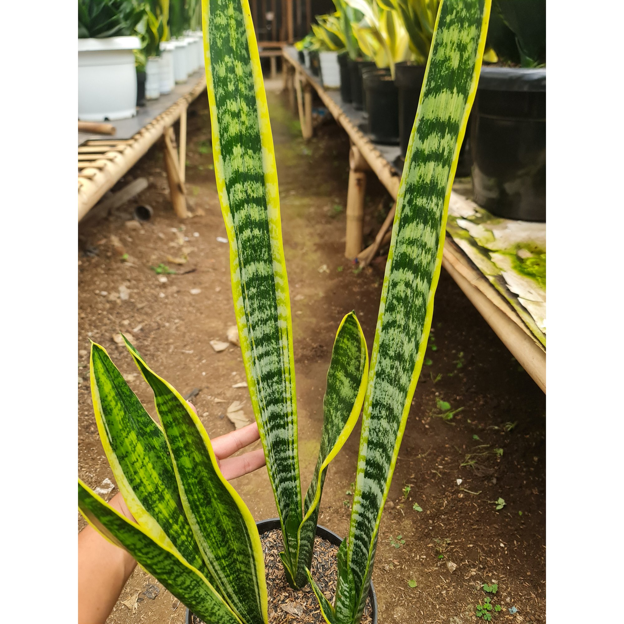 Sansevieria Lourentii Strilated Variegated, real feature image plant. Picture taken directly from kaktus.id community Sansevieria farmer green houses.
