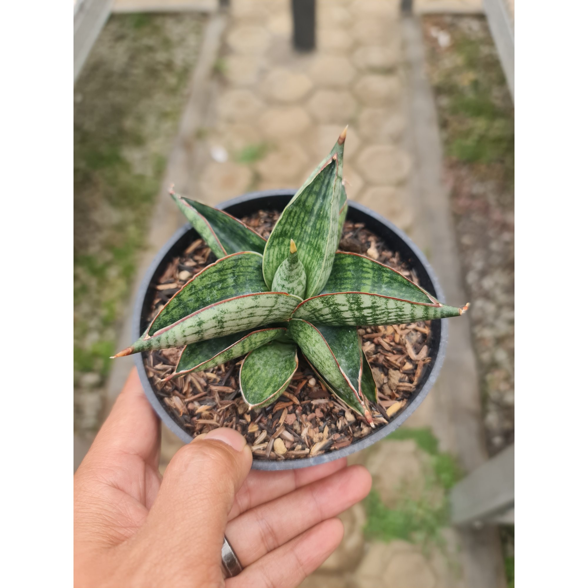 Sansevieria Macho Hybrid, real feature image plant. Picture taken directly from kaktus.id community Sansevieria farmer green houses.