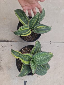 Sansevieria Macrophylla Rossete Variegated, real gallery image #4 plants. Picture taken directly from kaktus.id community Sansevieria farmer green houses.