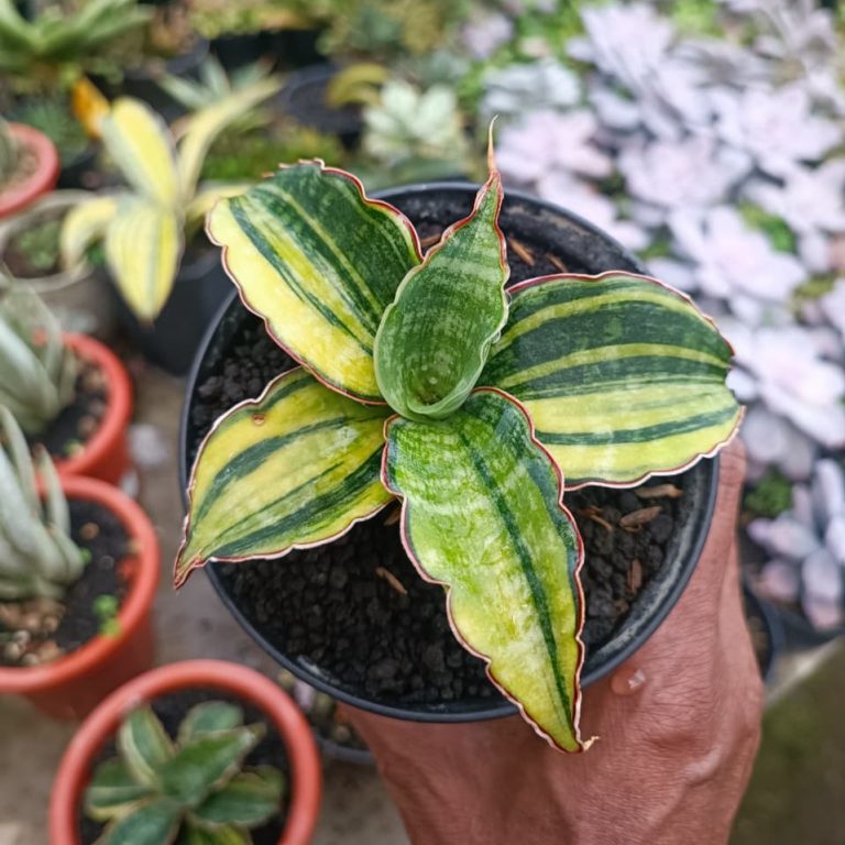 1680. Sansevieria Macrophylla Rossete Variegated