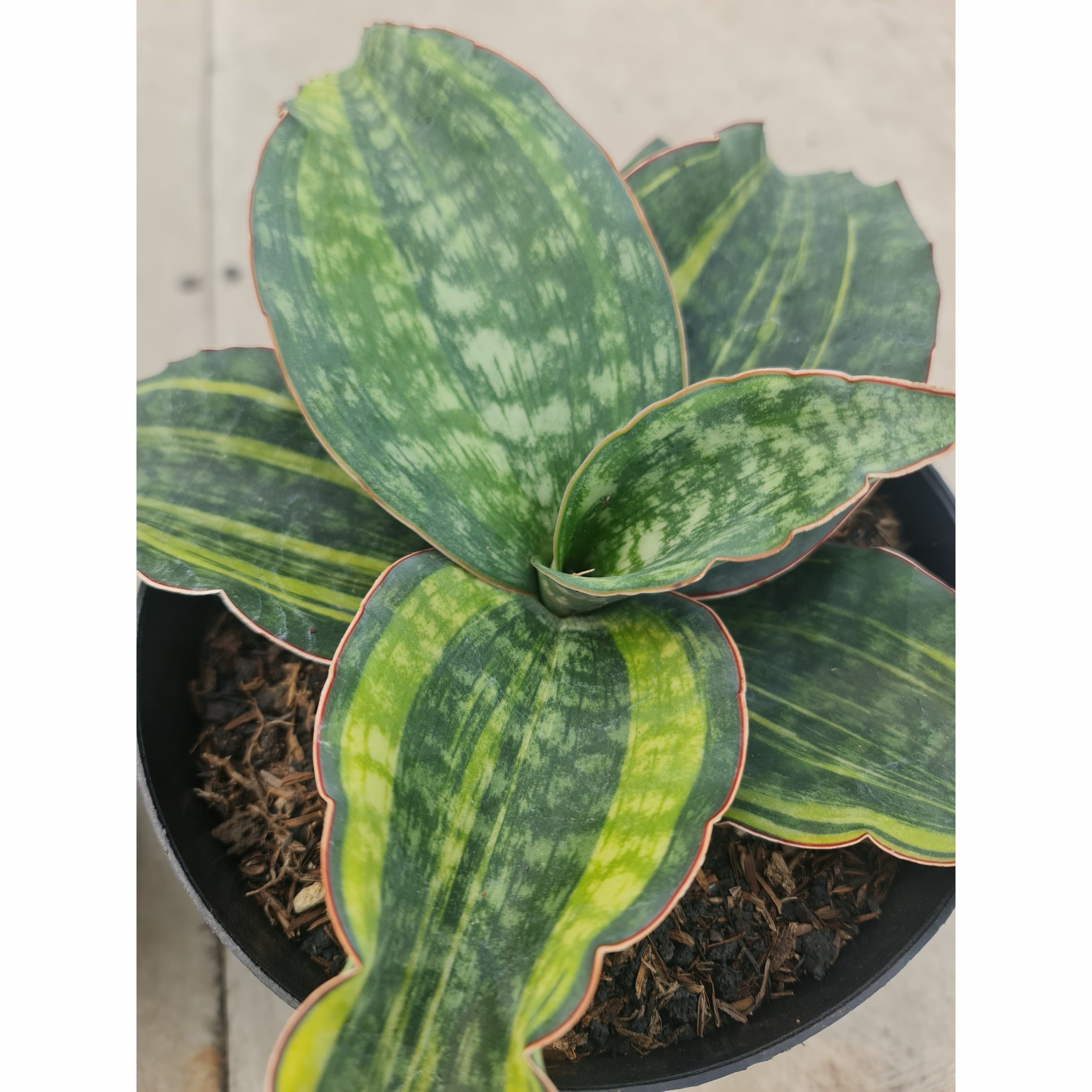 Sansevieria Macrophylla Rossete Variegated For Sale - Real
