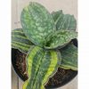 Sansevieria Macrophylla Rossete Variegated