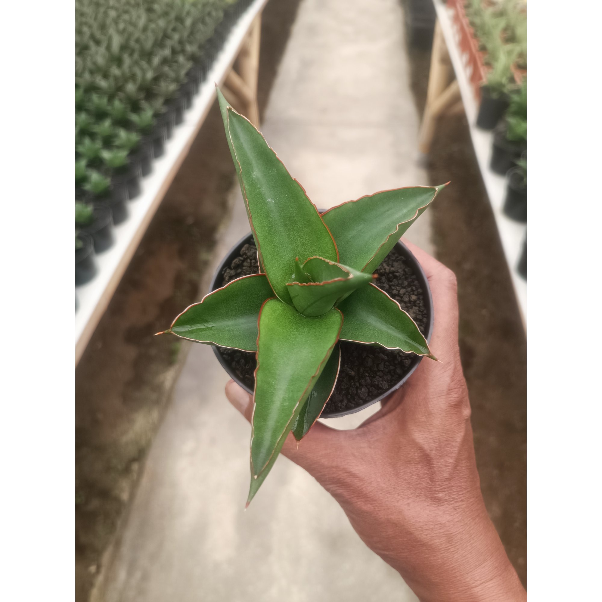 Sansevieria Mahendra, real feature image plant. Picture taken directly from kaktus.id community Sansevieria farmer green houses.