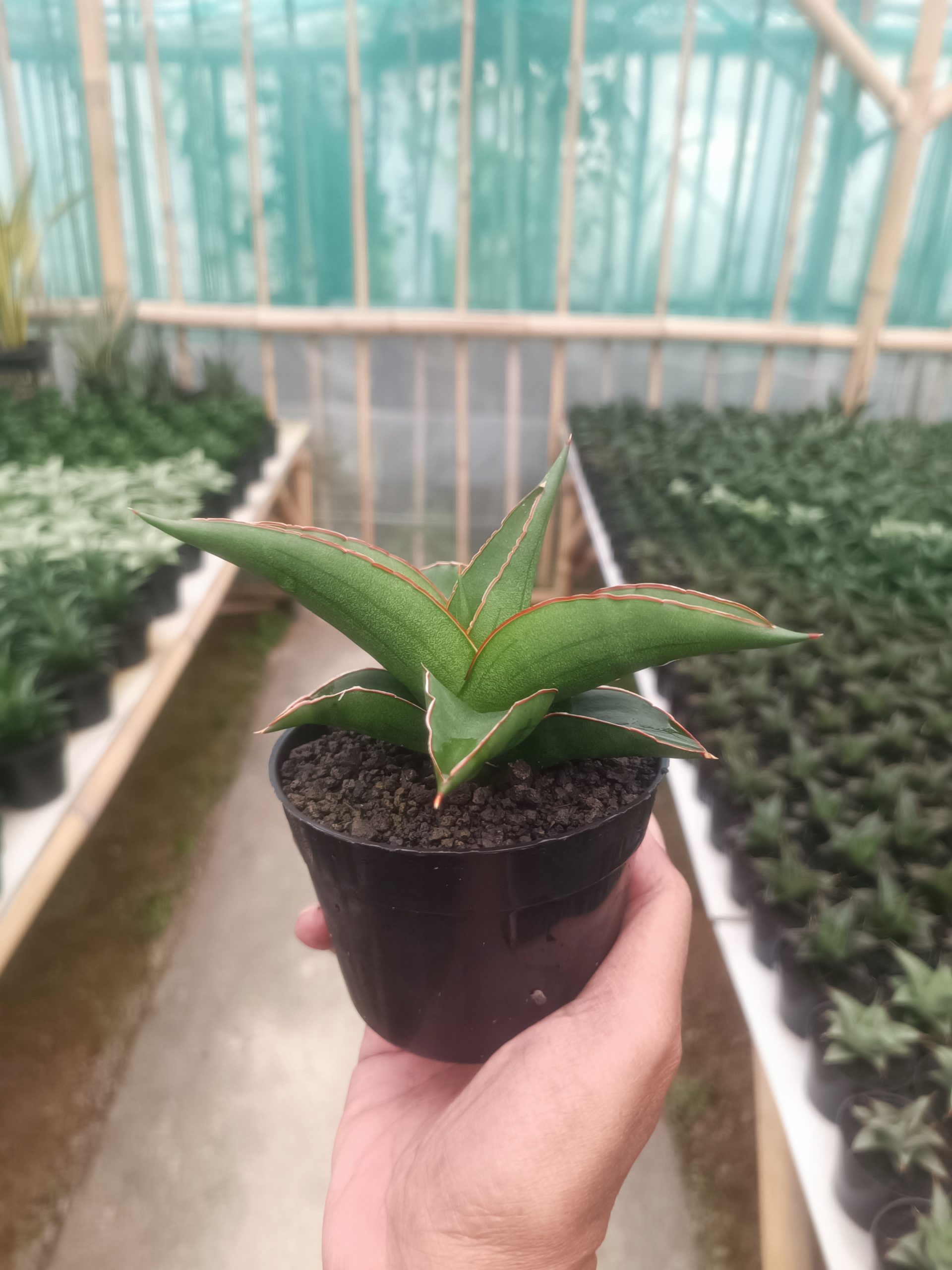 Sansevieria Mahendra, real gallery image #1 plants. Picture taken directly from kaktus.id community Sansevieria farmer green houses.