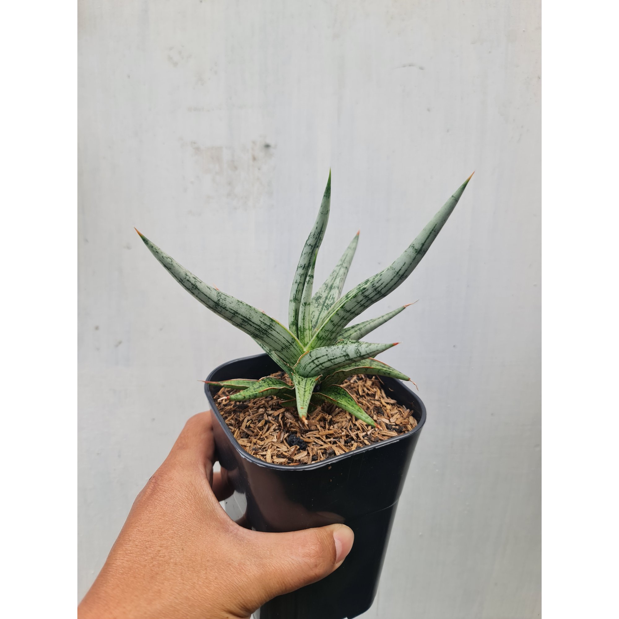 Sansevieria Mandalika, real feature image plant. Picture taken directly from kaktus.id community Sansevieria farmer green houses.