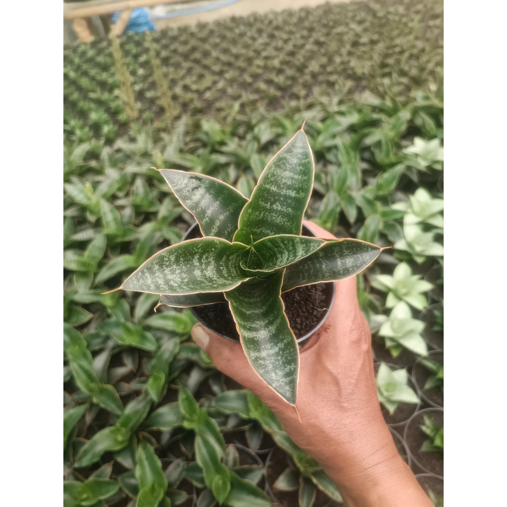 Sansevieria Maribaya, real feature image plant. Picture taken directly from kaktus.id community Sansevieria farmer green houses.