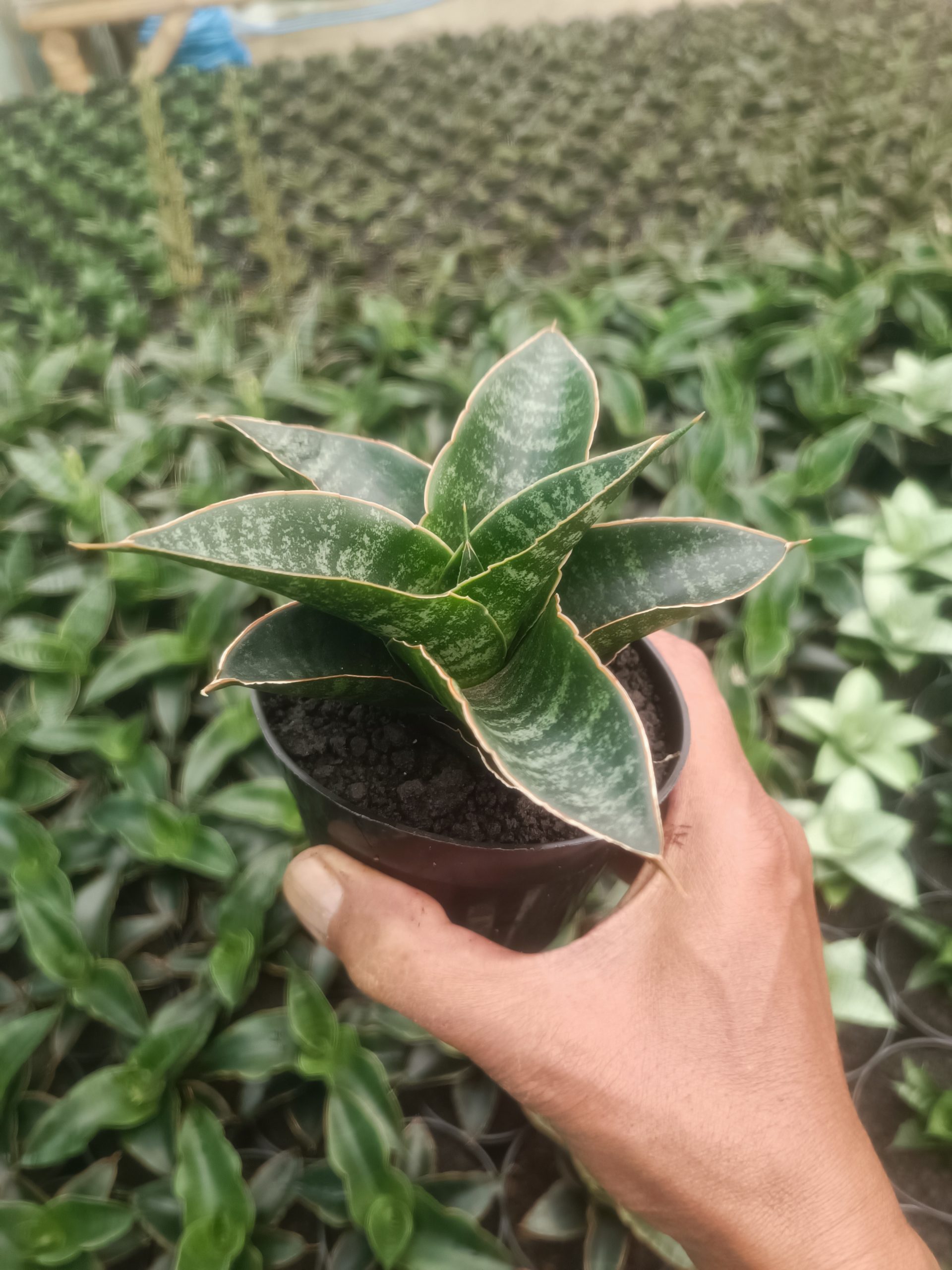 Sansevieria Maribaya, real gallery image #1 plants. Picture taken directly from kaktus.id community Sansevieria farmer green houses.