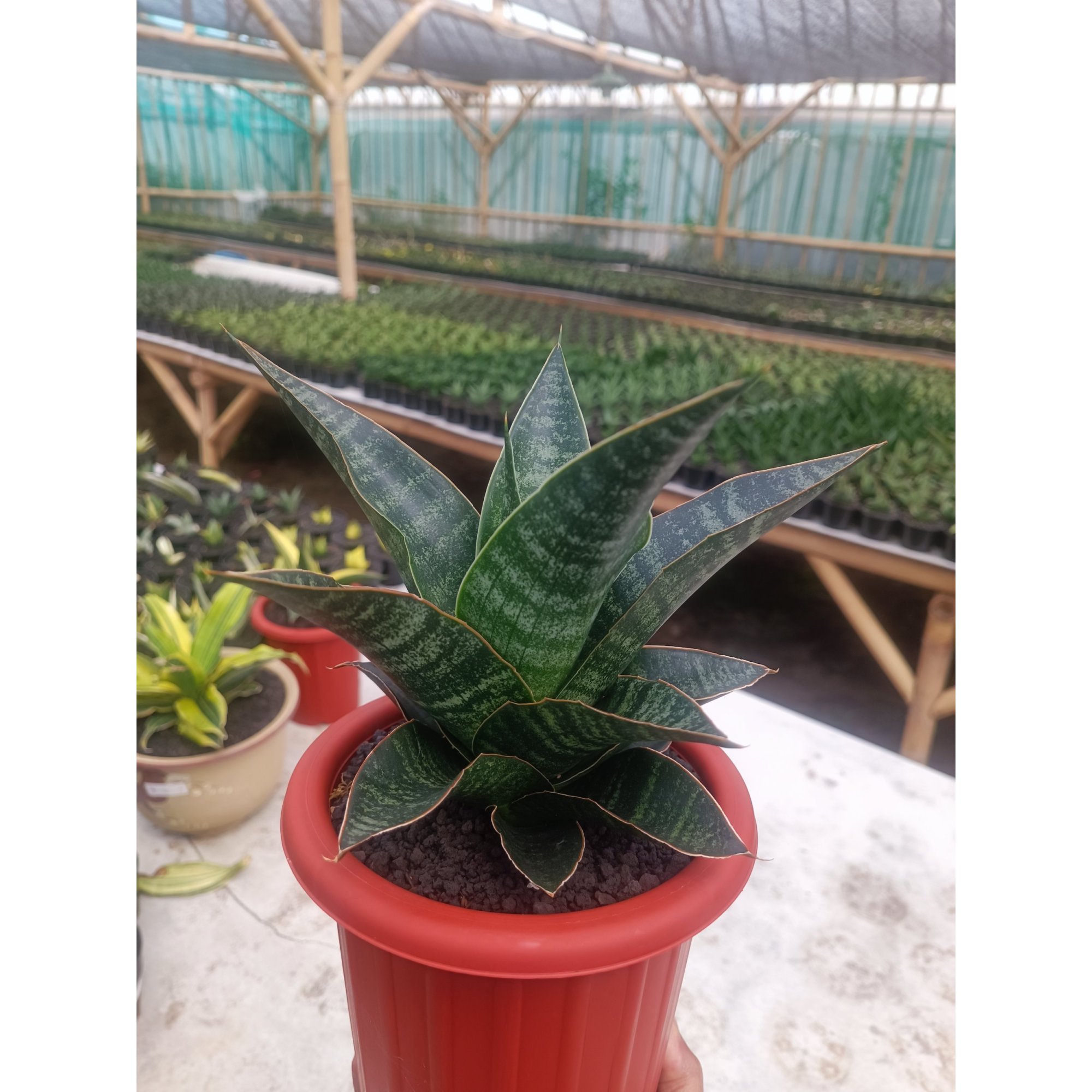 Sansevieria Maribaya size 18 cm, real feature image plant. Picture taken directly from kaktus.id community Sansevieria farmer green houses.