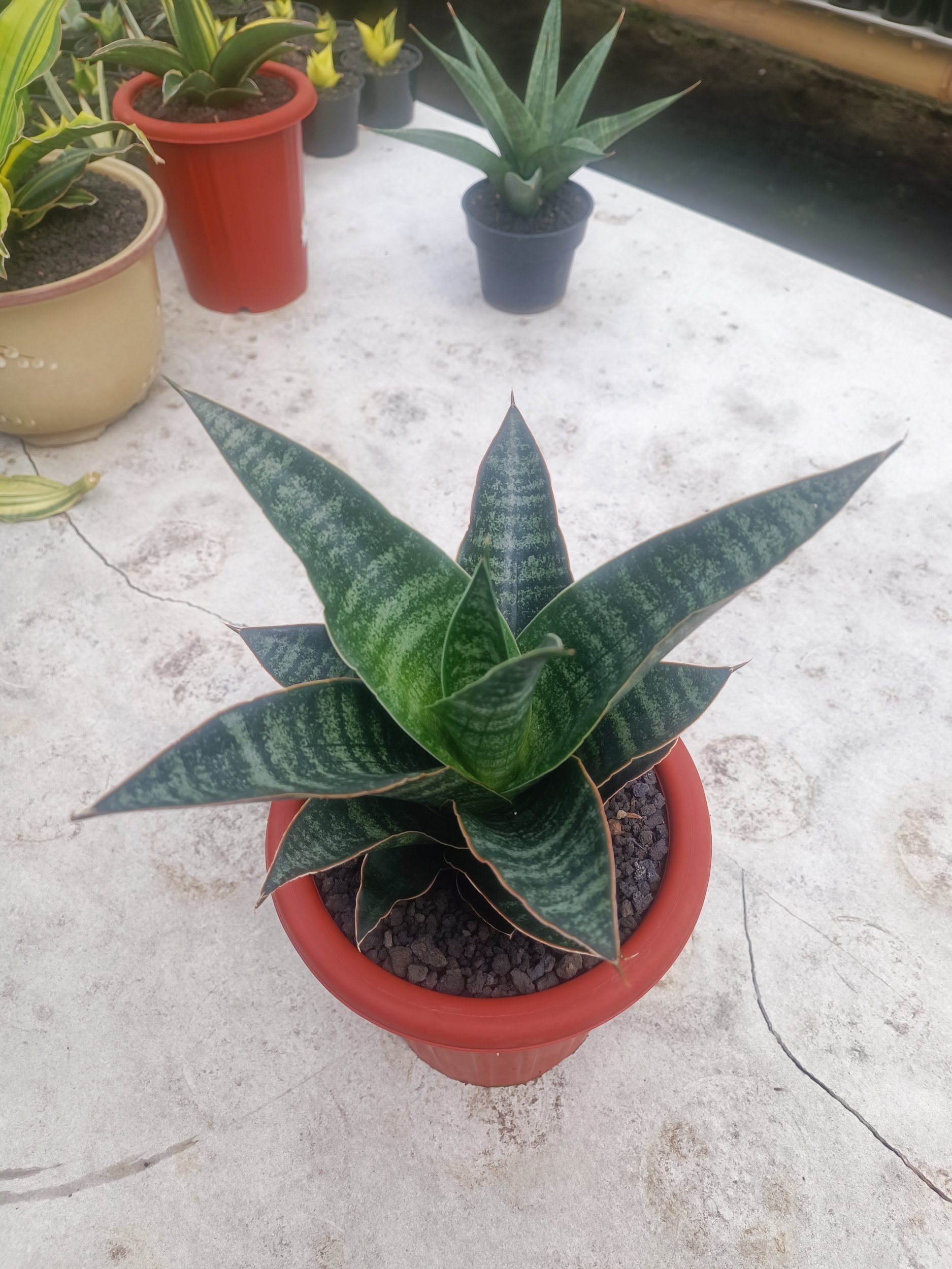 Sansevieria Maribaya size 18 cm, real gallery image #1 plants. Picture taken directly from kaktus.id community Sansevieria farmer green houses.