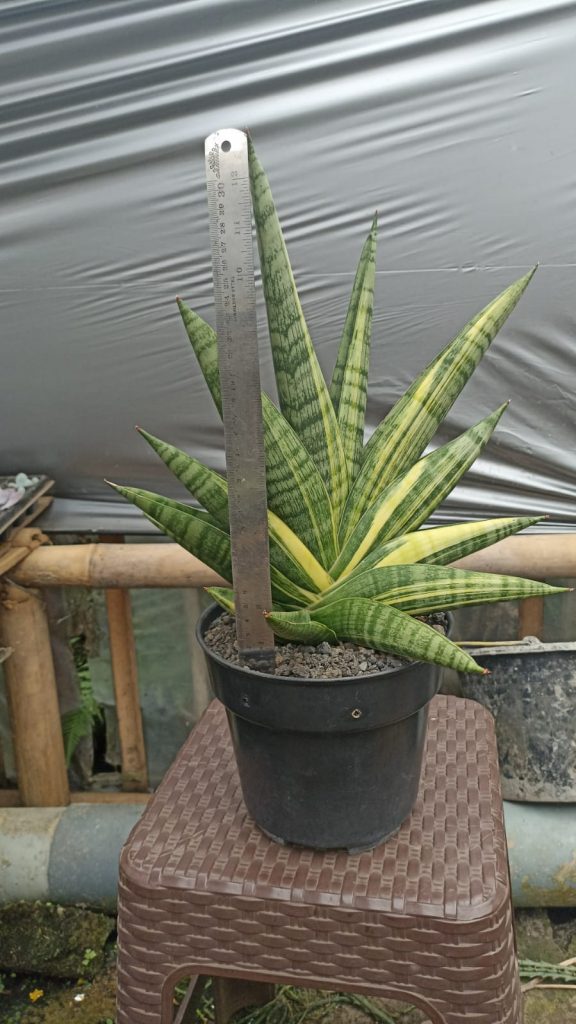 kaktus.id