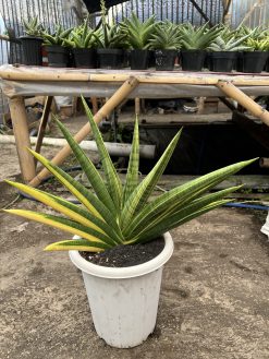 Sansevieria Marsa Anjani Variegated Size 35 Cm, real gallery image #1 plants. Picture taken directly from kaktus.id community Sansevieria farmer green houses.