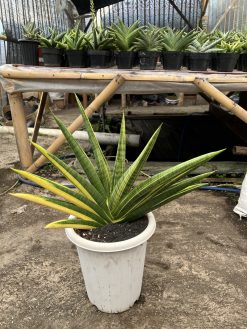 Sansevieria Marsa Anjani Variegated Size 35 Cm, real gallery image #2 plants. Picture taken directly from kaktus.id community Sansevieria farmer green houses.