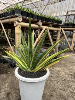 Sansevieria Marsa Anjani Variegated Size 35 Cm, real gallery image #3 plants. Picture taken directly from kaktus.id community Sansevieria farmer green houses.