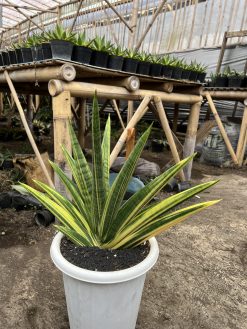 Sansevieria Marsa Anjani Variegated Size 35 Cm, real gallery image #4 plants. Picture taken directly from kaktus.id community Sansevieria farmer green houses.